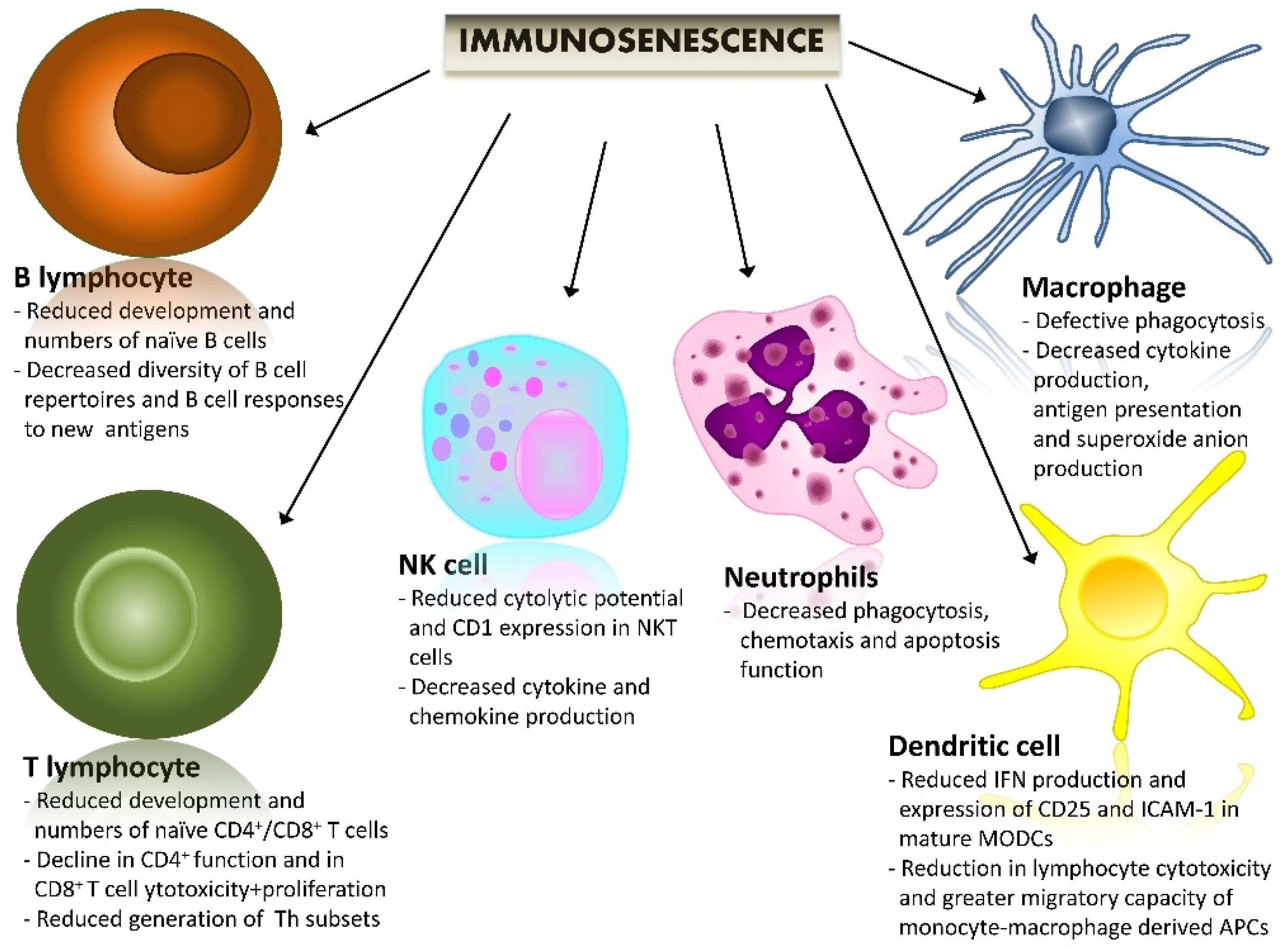 Cancers | Free Full-Text | Immunosenescence and Immunotherapy in