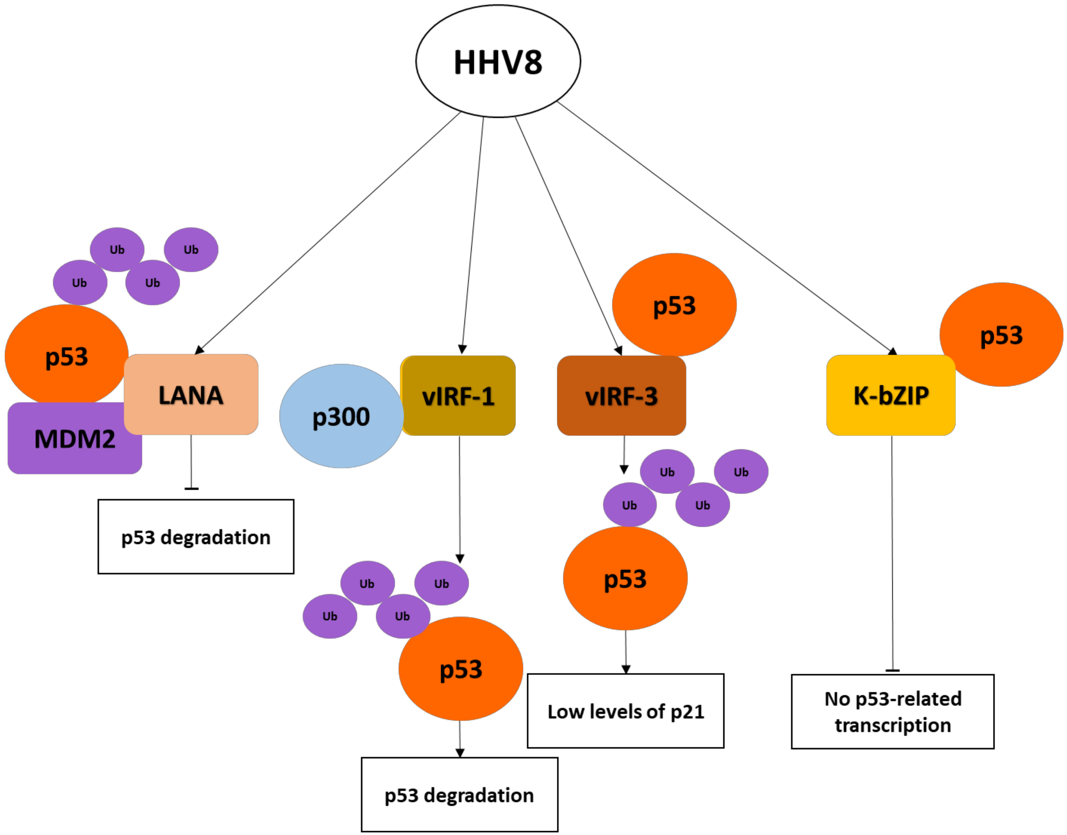 Semantic mdm. P53 Pathway.