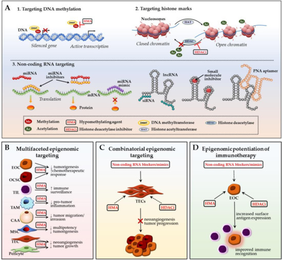 Cancers | Free Full-Text | Epigenetic Crosstalk between the Tumor  Microenvironment and Ovarian Cancer Cells: A Therapeutic Road Less Traveled  | HTML