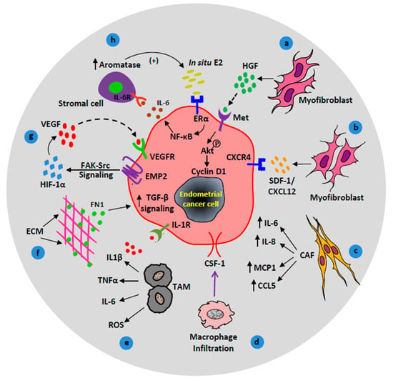 Cancers | Free Full-Text | The Emerging Role of the Microenvironment in ...