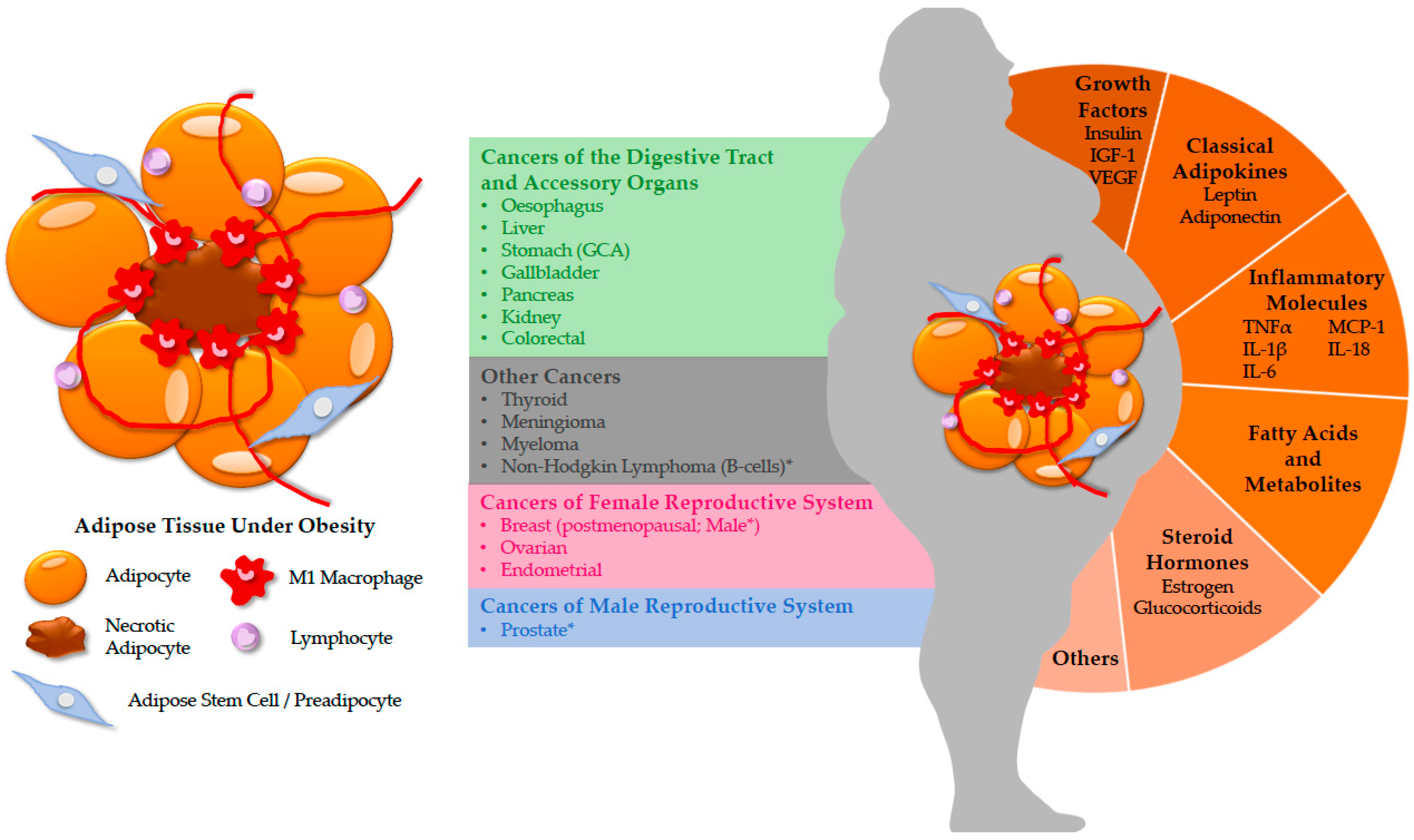 Cancers | Free Full-Text | Obesity-Linked Cancers: Current