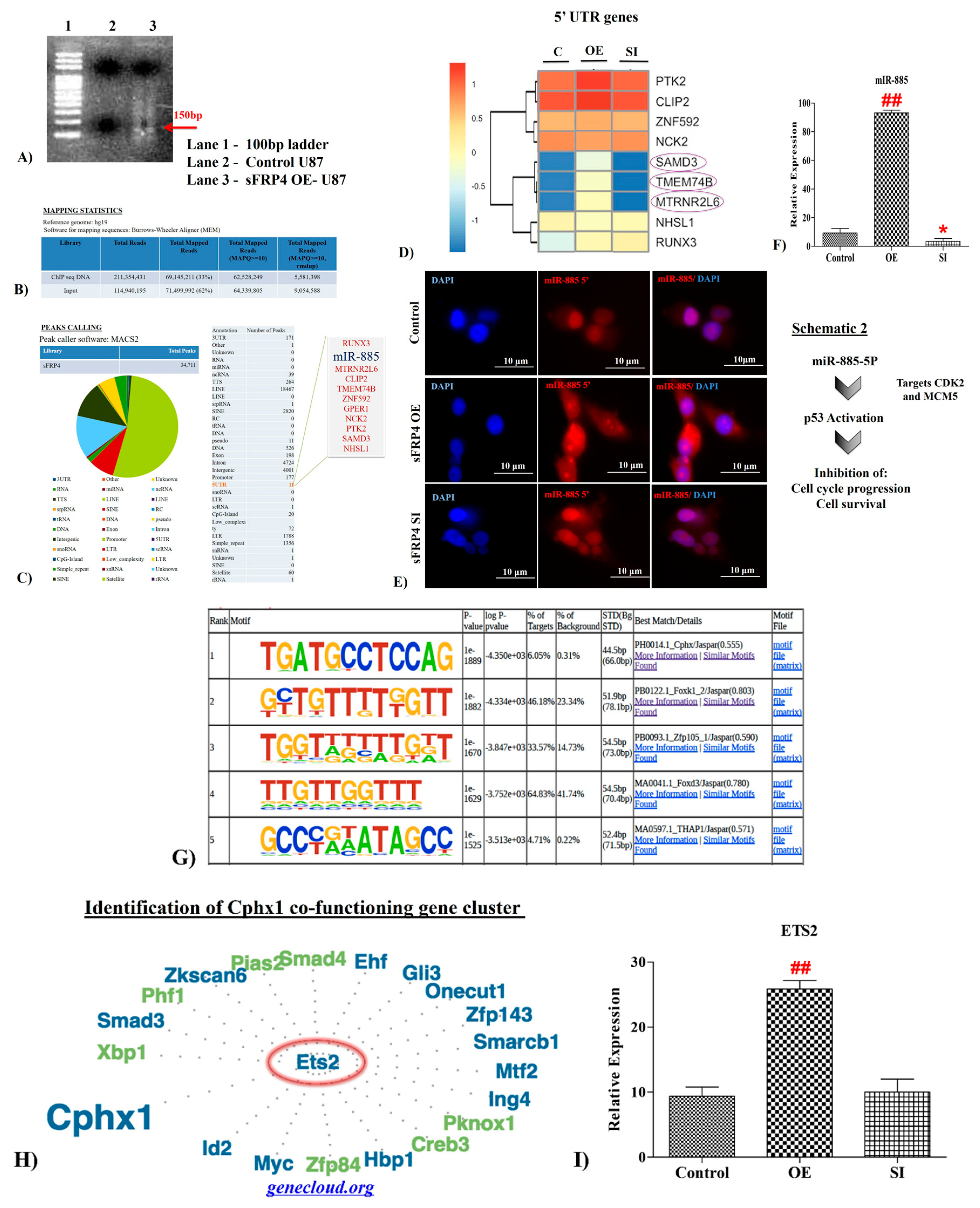 Cancers Free Full Text Stemness Pluripotentiality And Wnt Antagonism Sfrp4 A Wnt Antagonist Mediates Pluripotency And Stemness In Glioblastoma Html