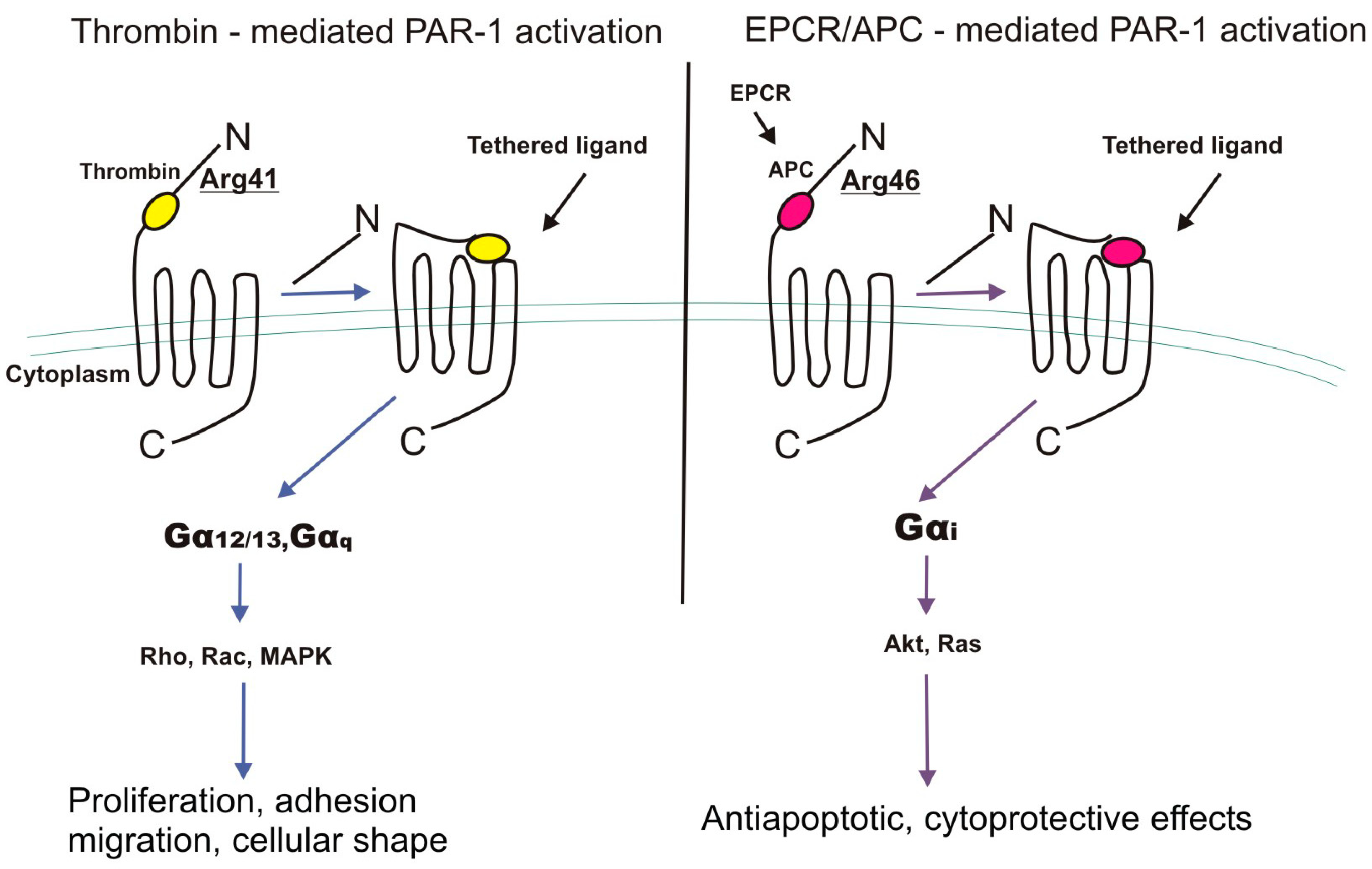 C рецепторы. Protease-activated receptors (pars). Cyslt1-рецепторы. Гликопротеин Шульца.