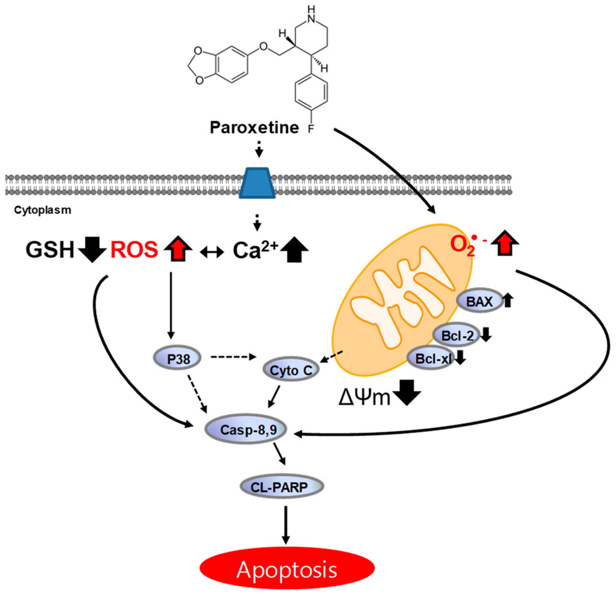 Cancers Free Full Text Paroxetine Induces Apoptosis of Human