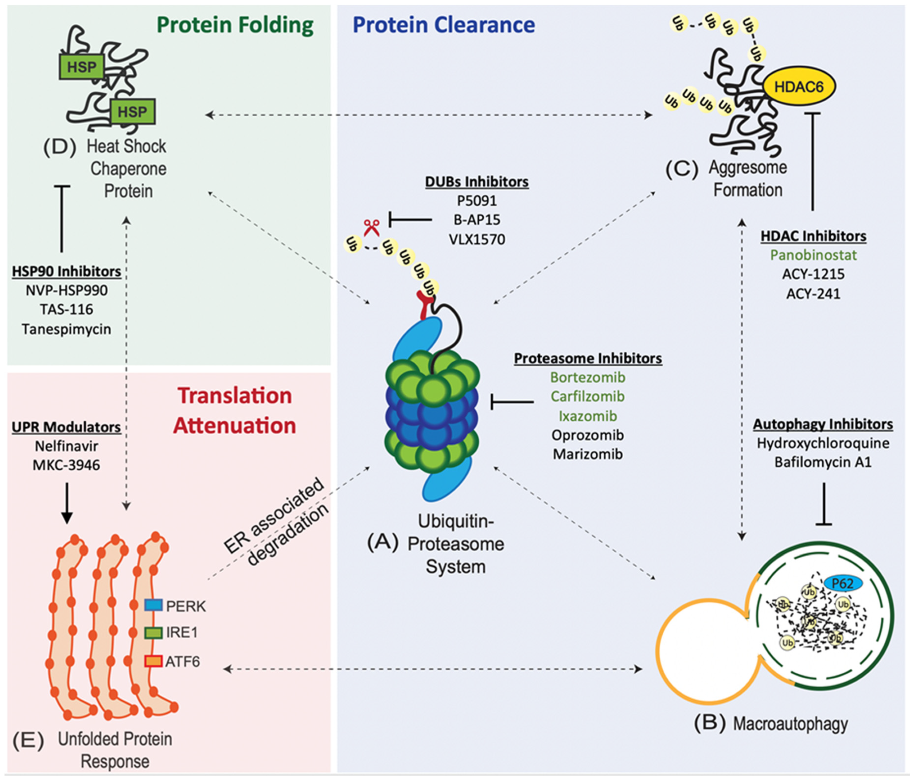 Cancers | Free Full-Text | Targeting Proteotoxic Stress in Cancer: A Review  of the Role that Protein Quality Control Pathways Play in Oncogenesis