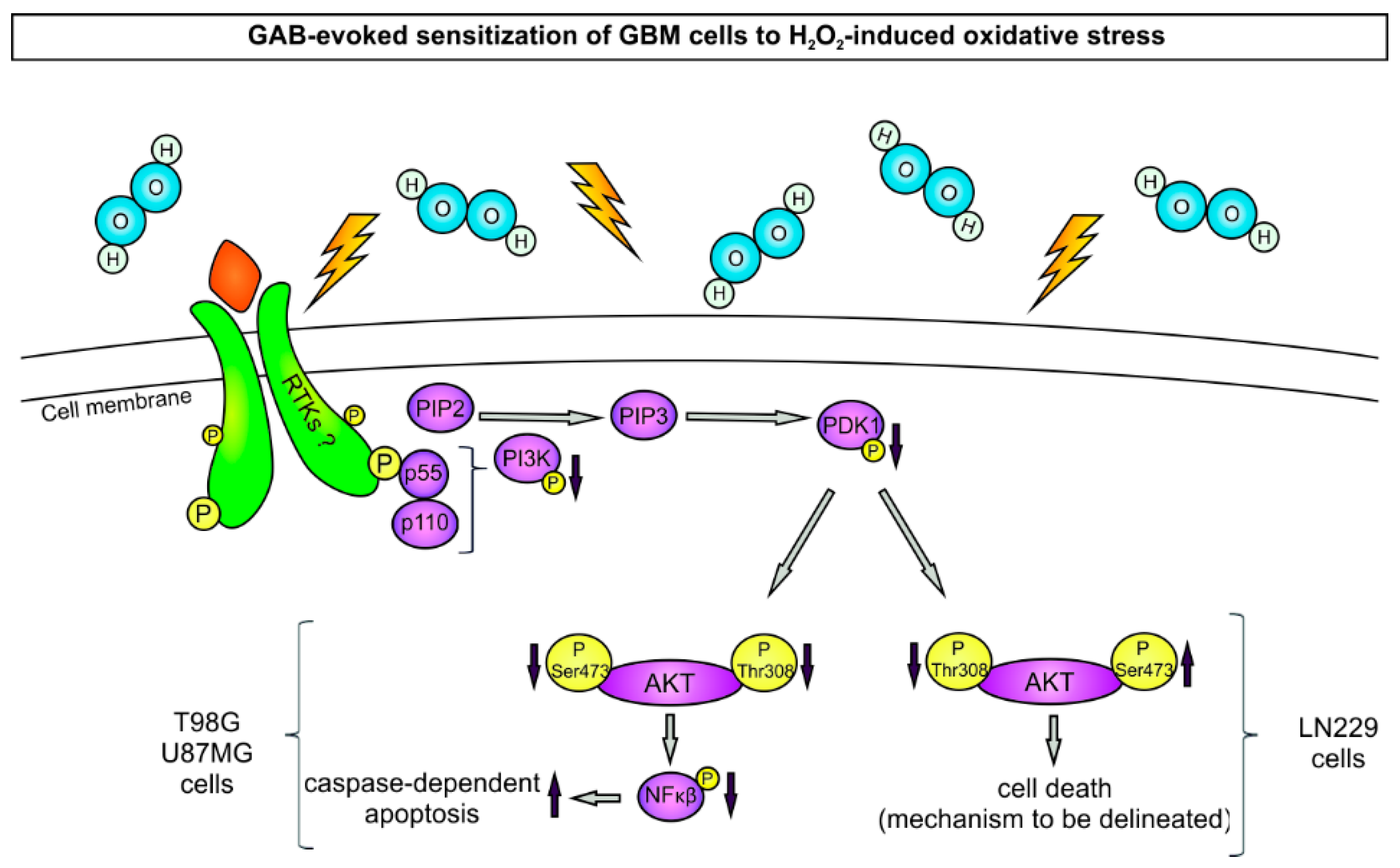 Cancers 11 00115 g008 Cancers 11 00115 g008