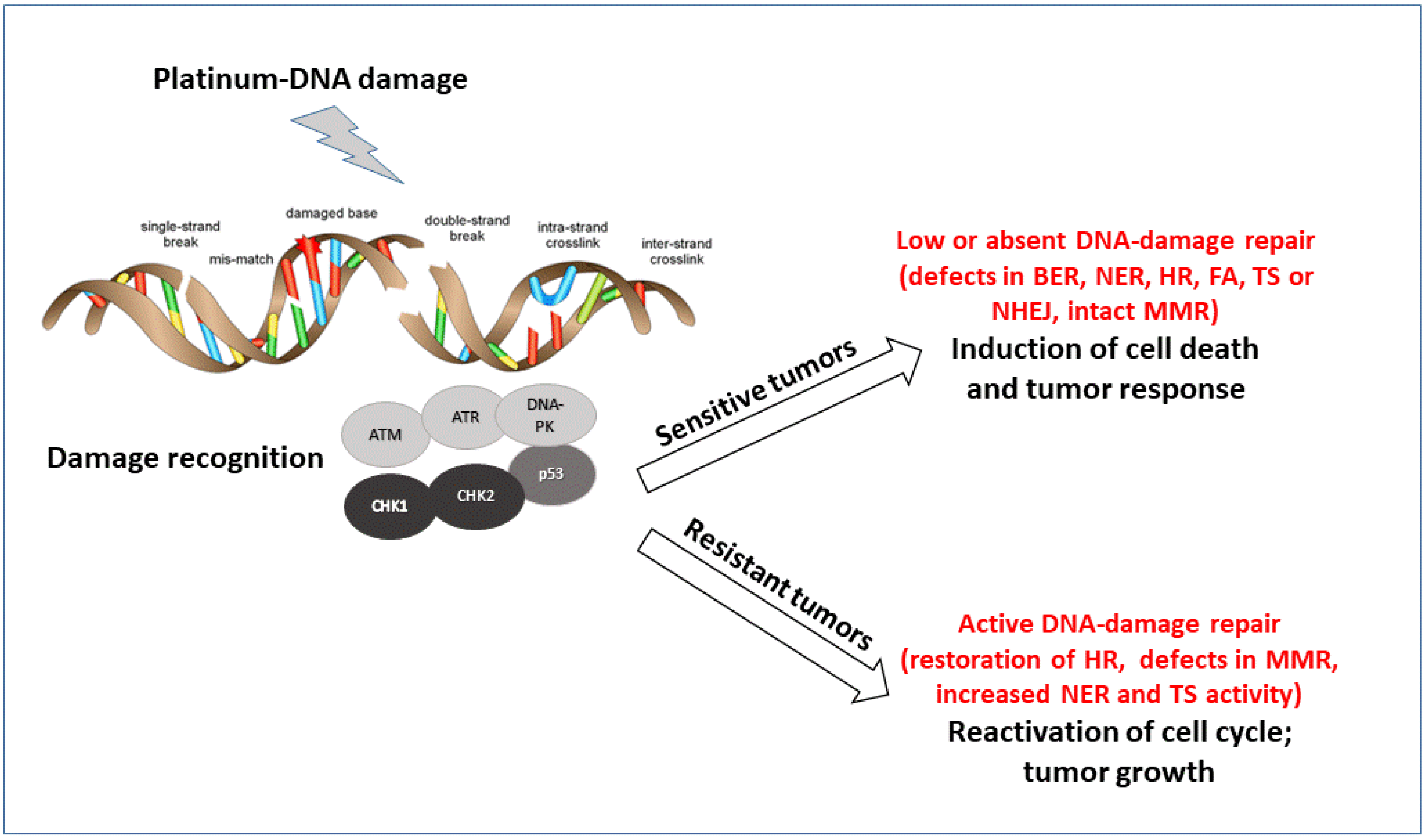 Frontiers Targeting Dna Damage Response Pathway In Ovarian Off