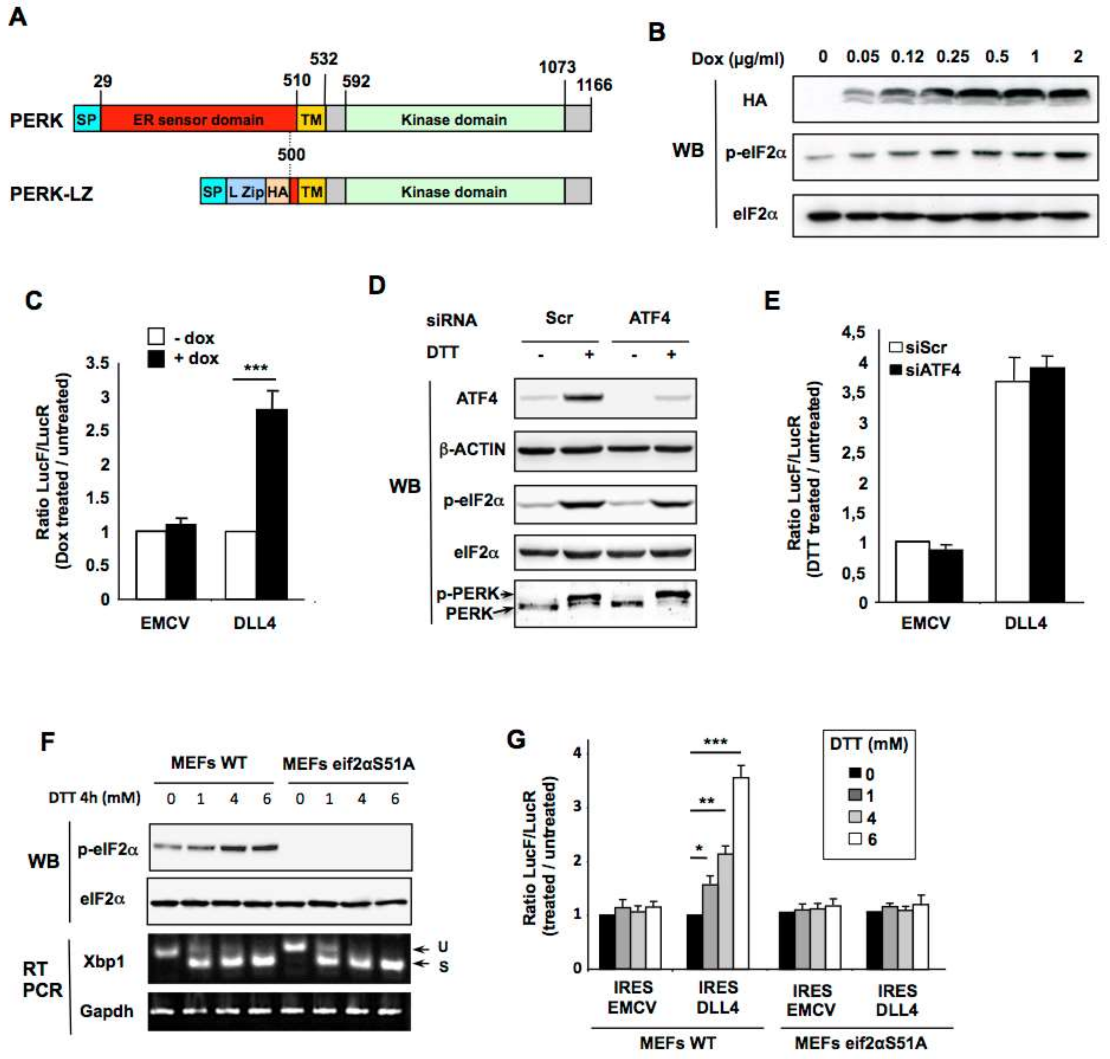 Cancers Free Full Text The Perk Branch Of The Unfolded Protein Response Promotes Dll4 Expression By Activating An Alternative Translation Mechanism Html