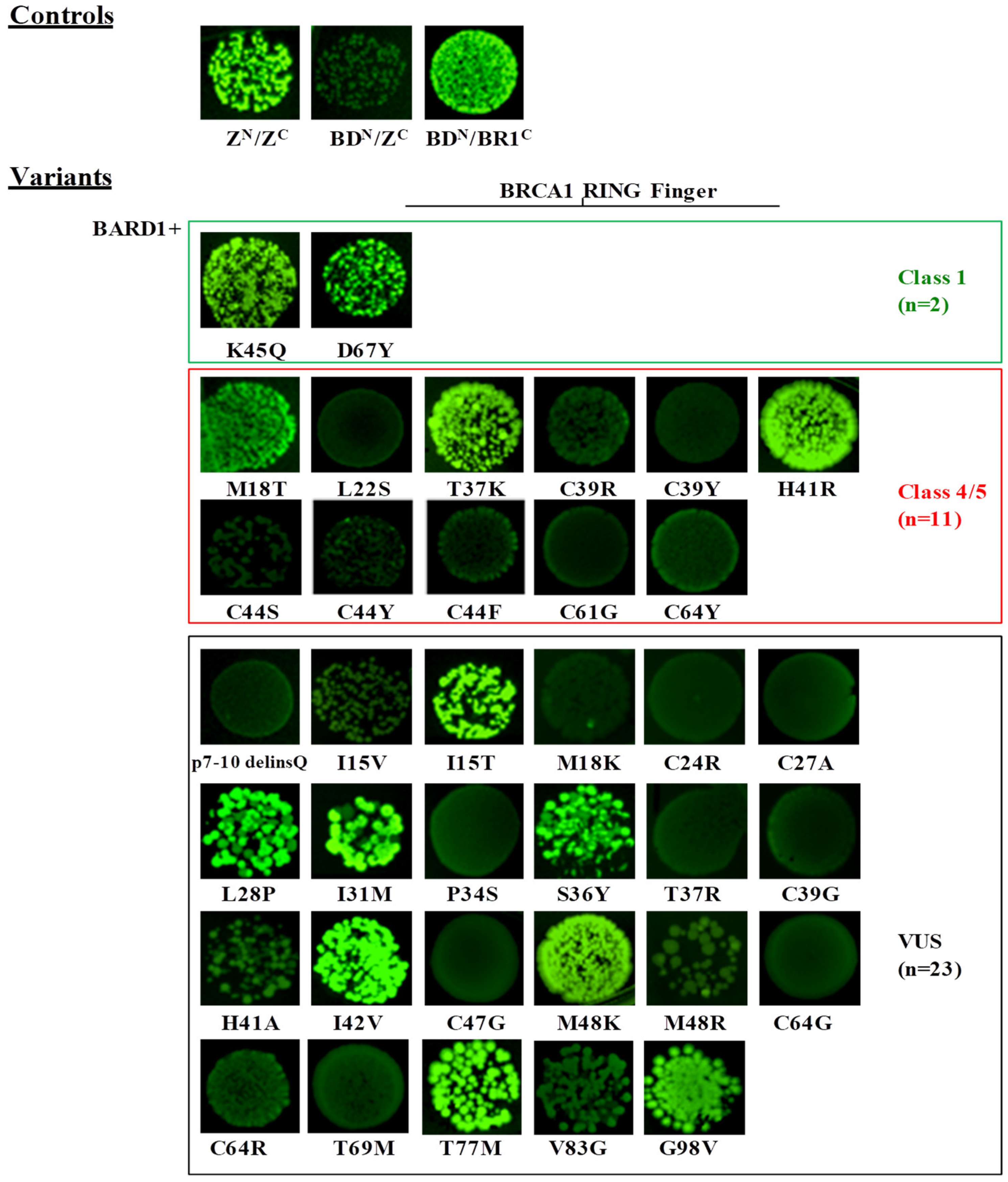 Cancers 11 00151 g002