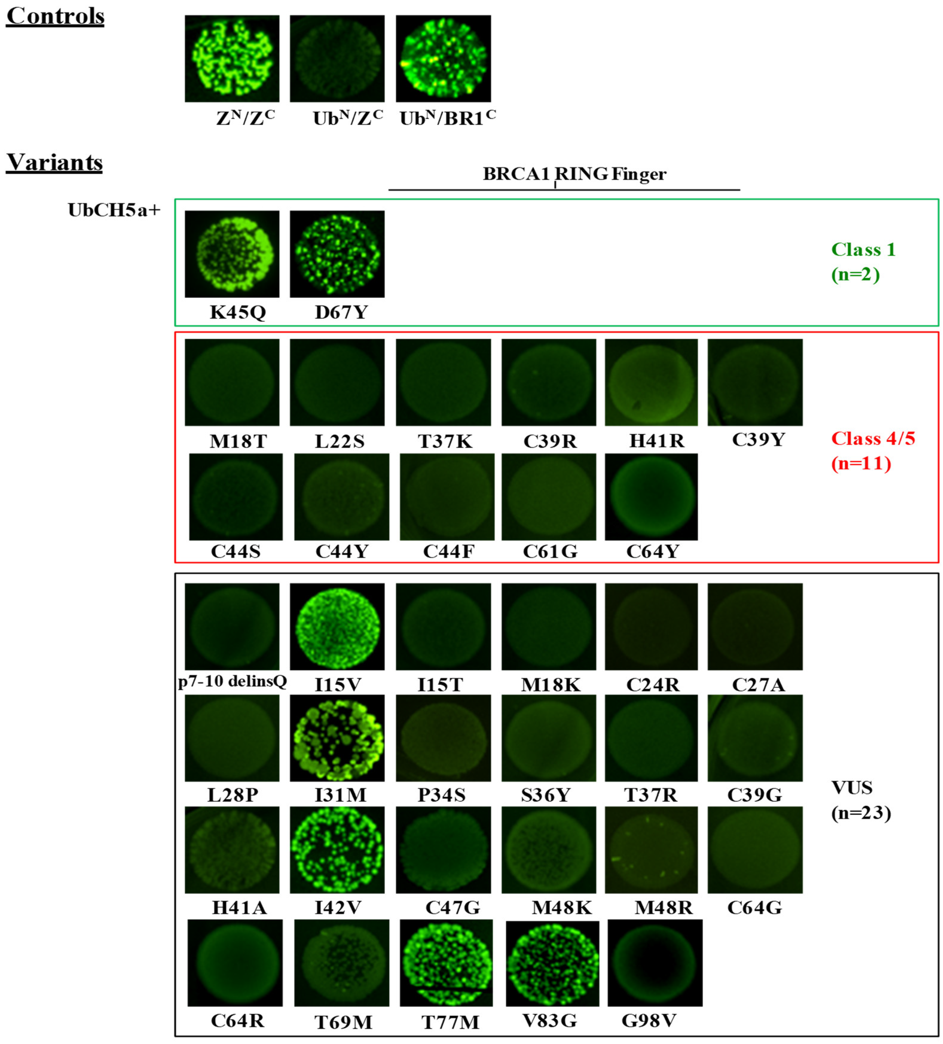 Cancers 11 00151 g003