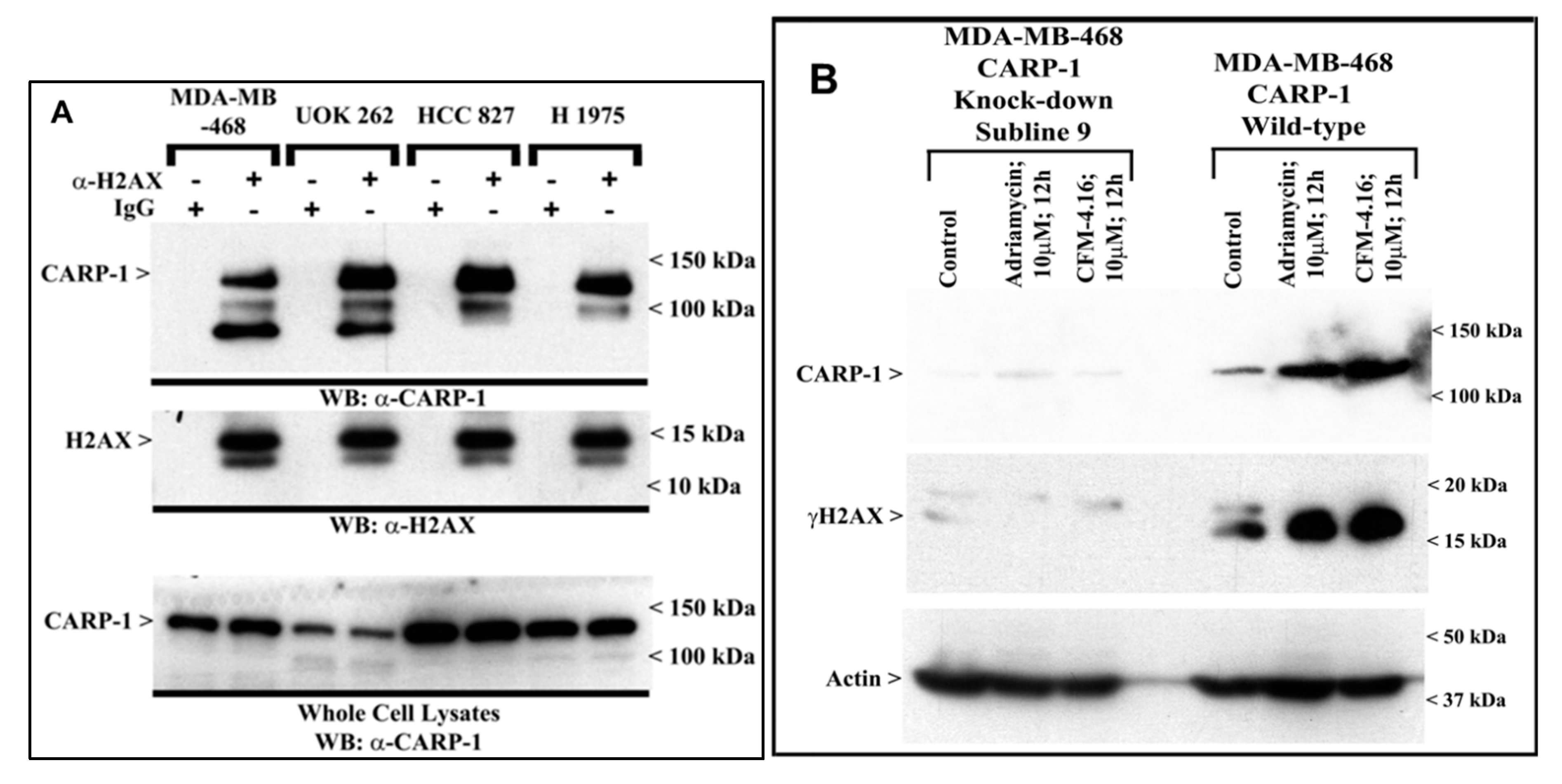 Cancers 11 00221 g003