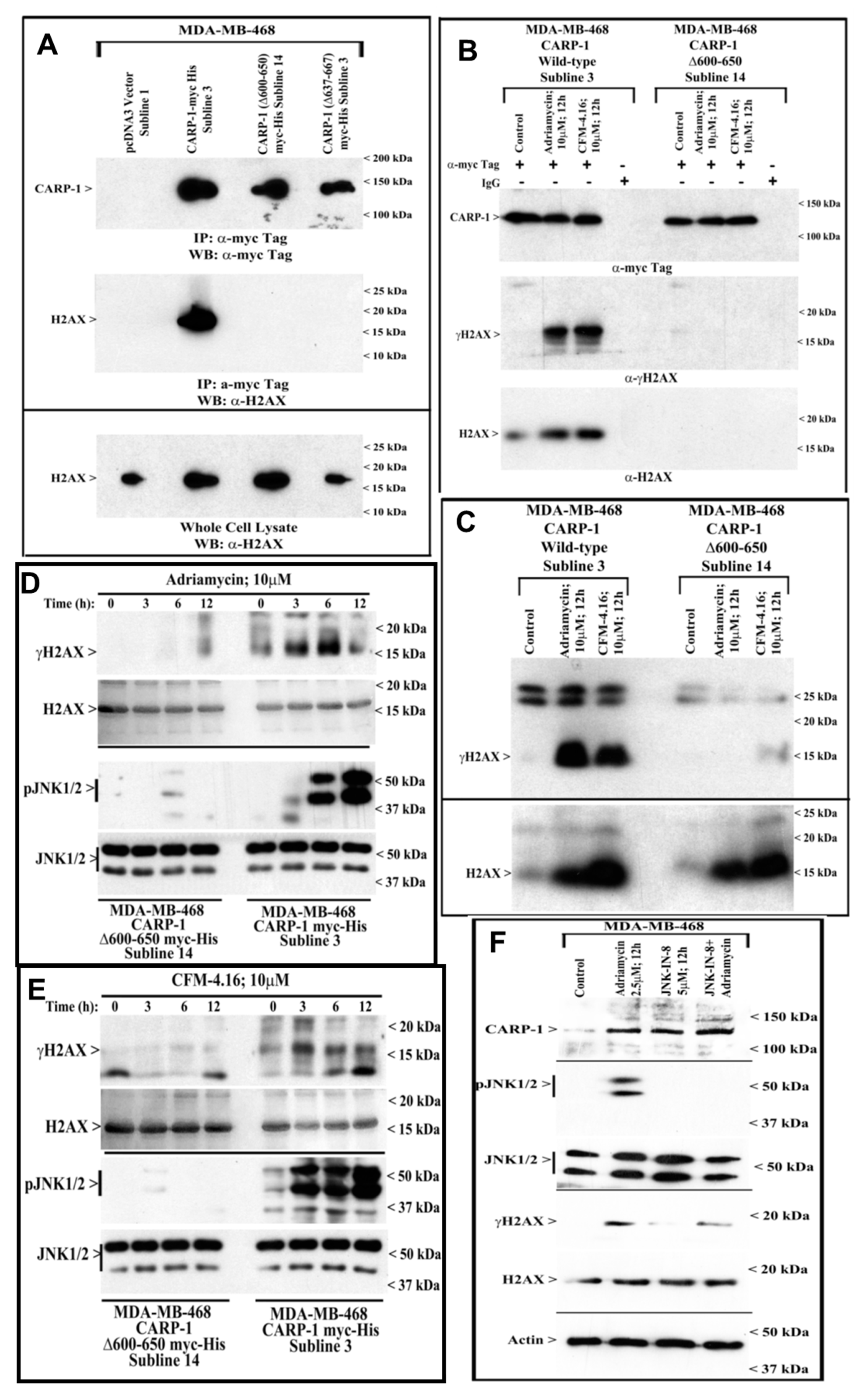 Cancers 11 00221 g004