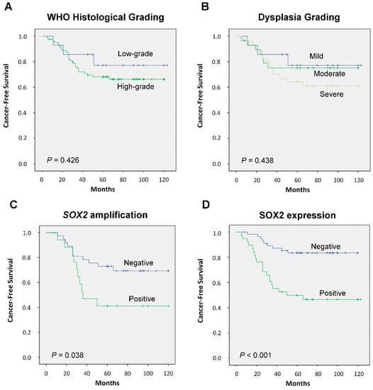 Cancers Free Full Text The Novel Role Of Sox2 As An - 