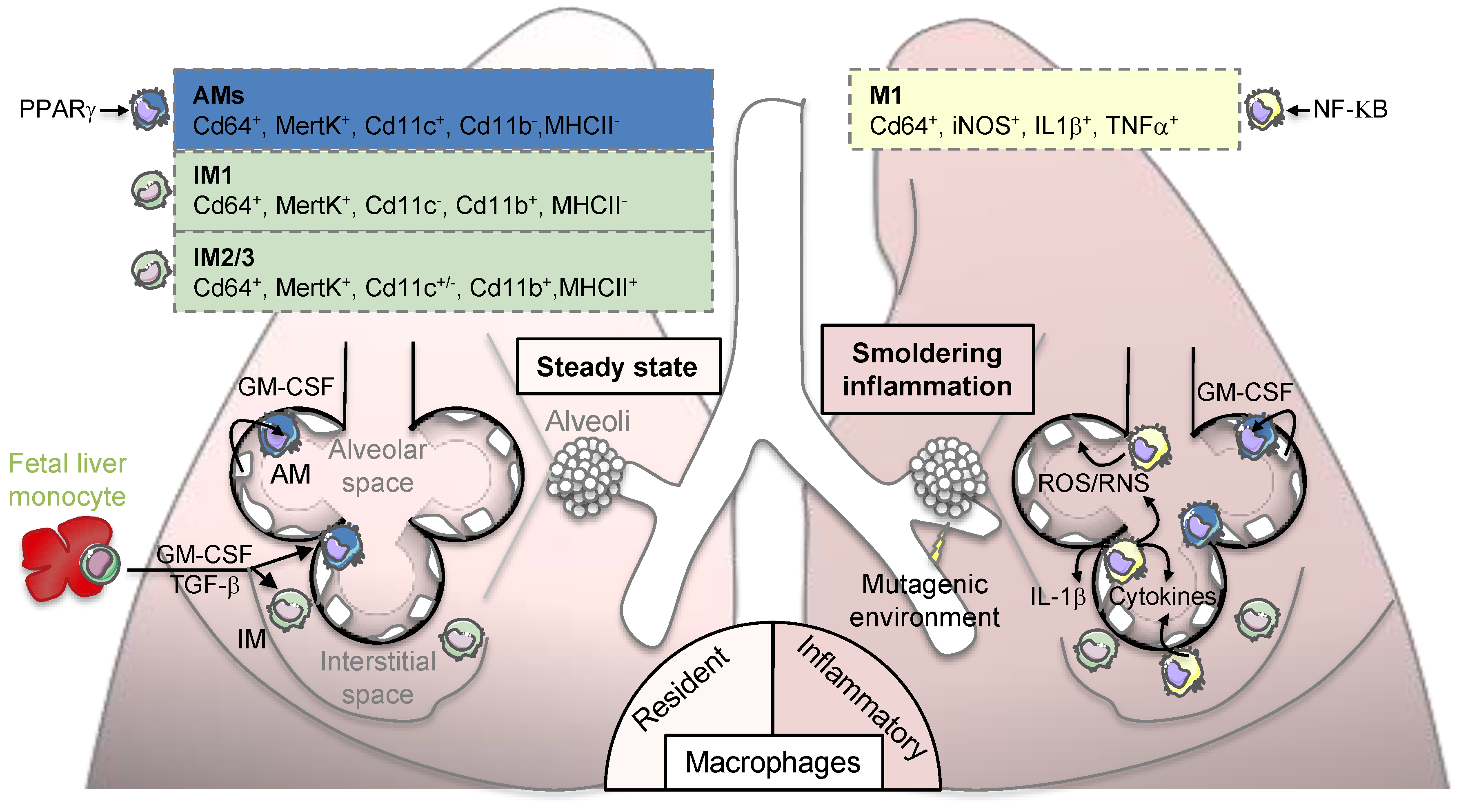 Cancers | Free Full-Text | Macrophage Origin, Metabolic Reprogramming and  IL-1β Signaling: Promises and Pitfalls in Lung Cancer