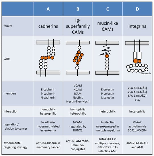 Cancers | Free Full-Text | Oncogenic Deregulation of Cell Adhesion  Molecules in Leukemia