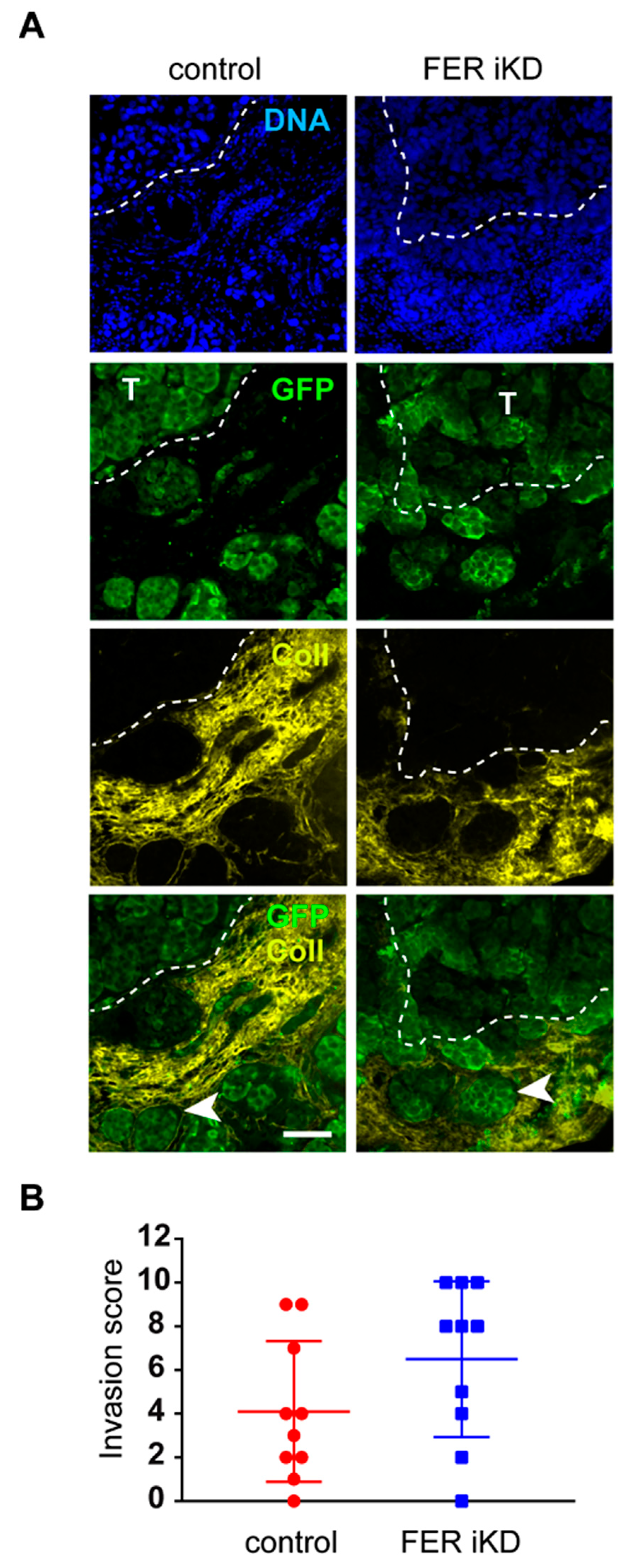 Cancers 11 00419 g005