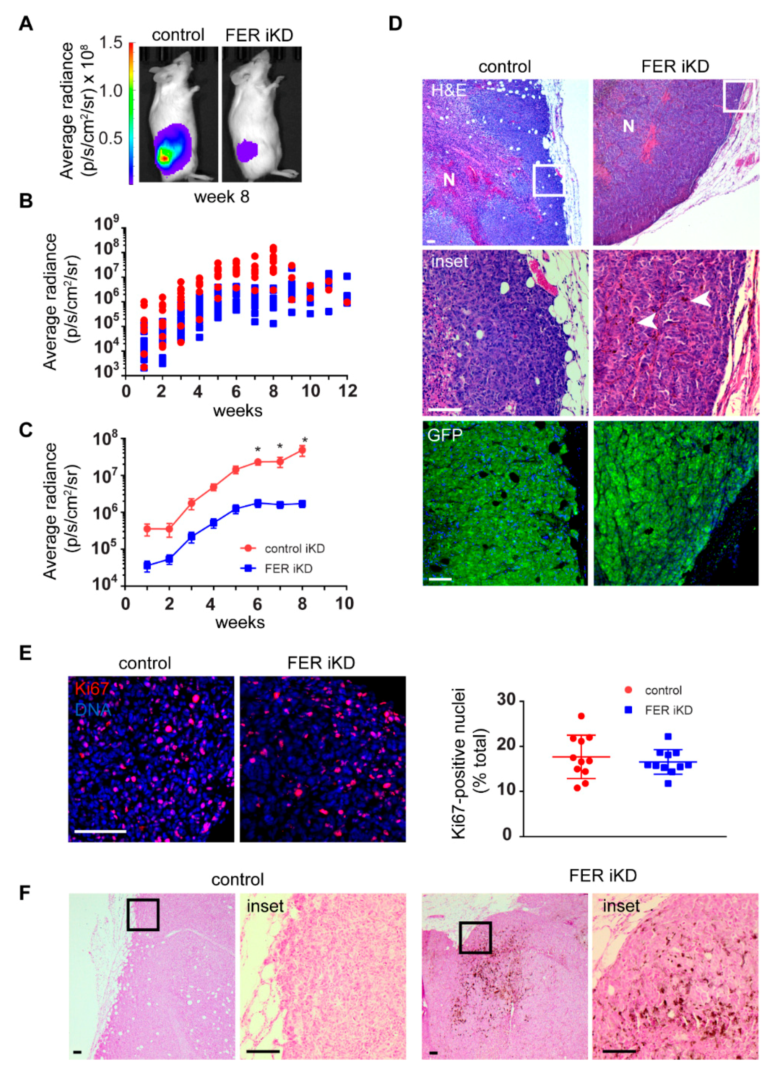 Cancers 11 00419 g006