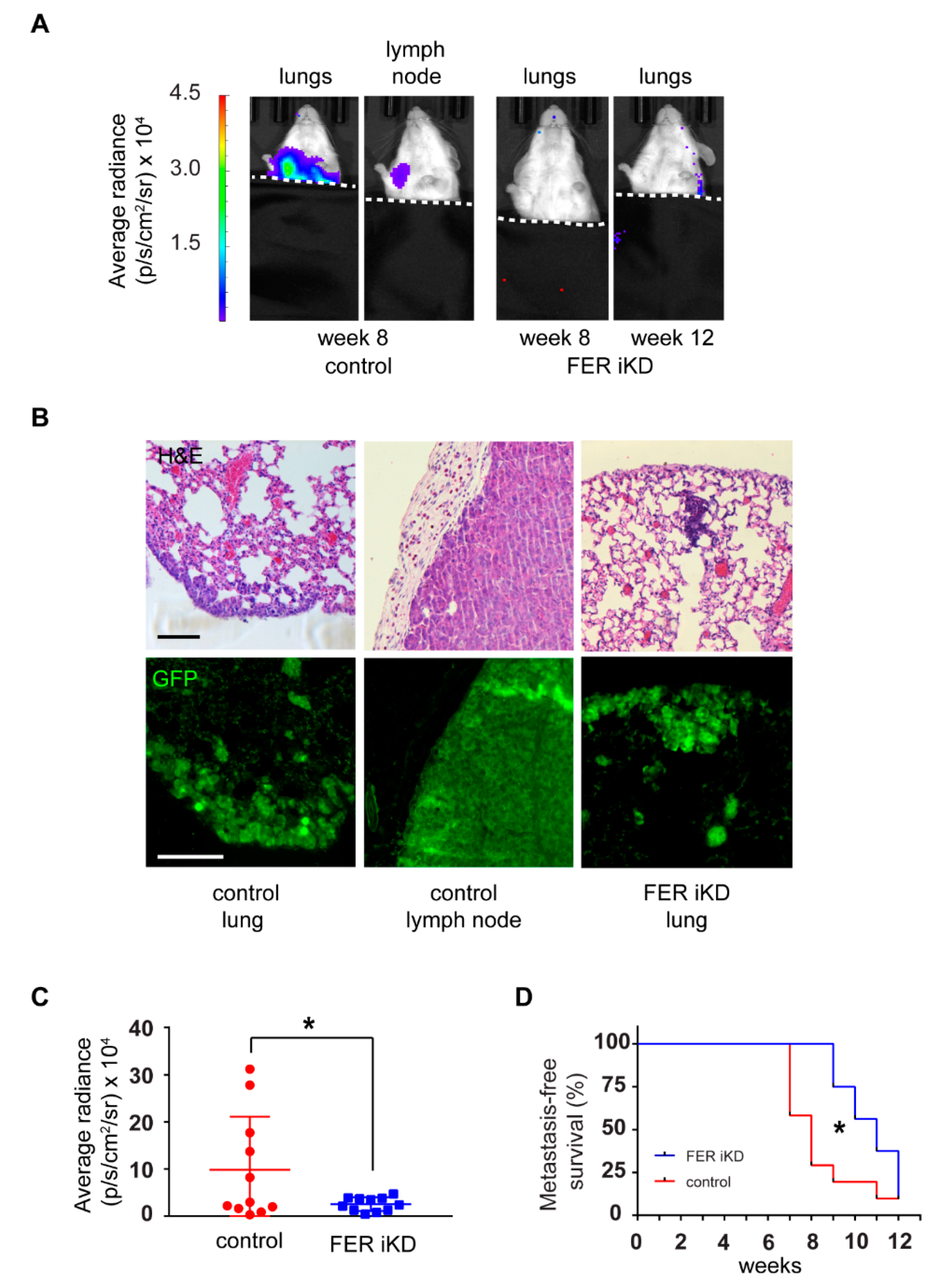 Cancers 11 00419 g007