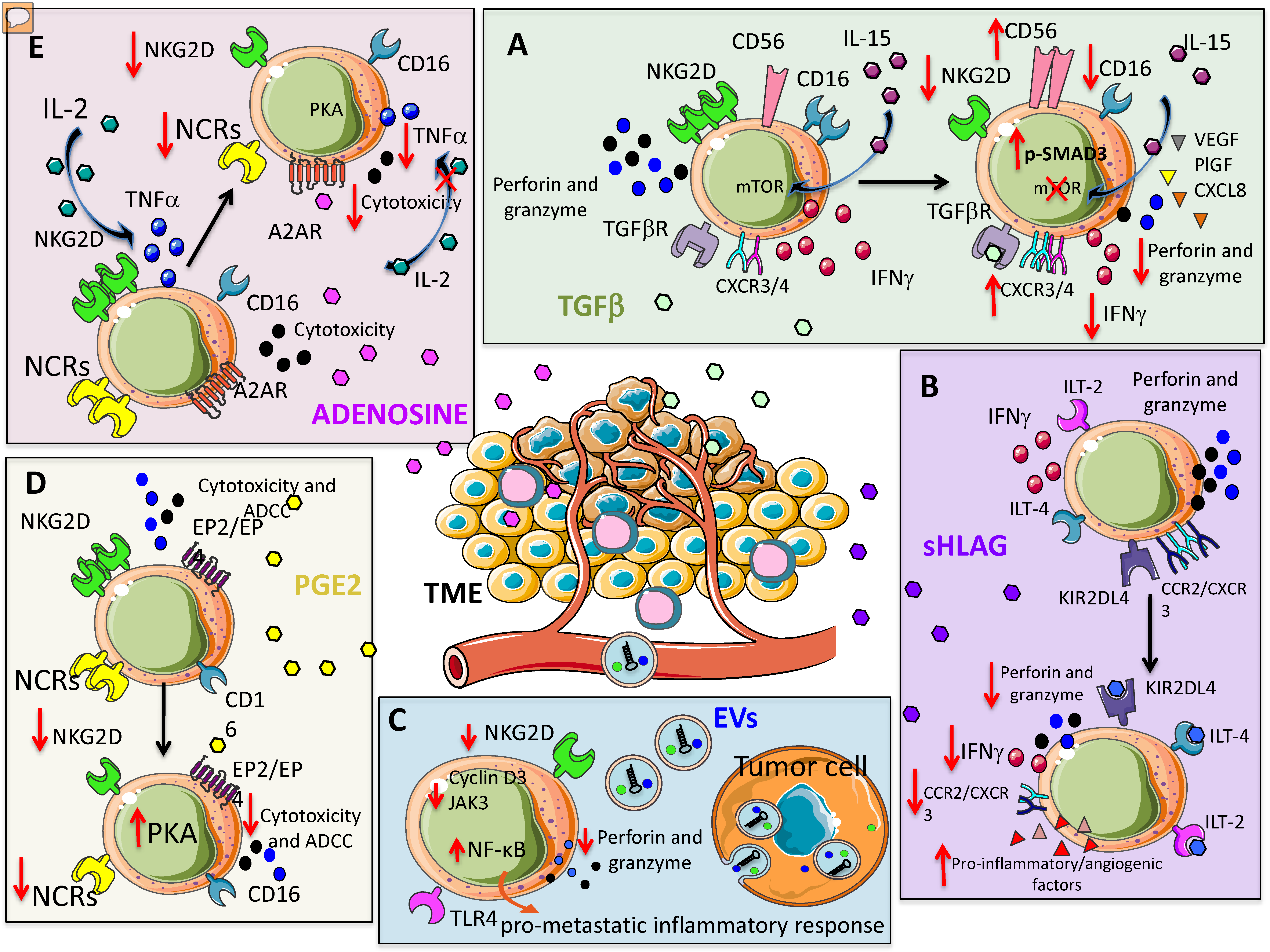 Cancers 11 00461 g001