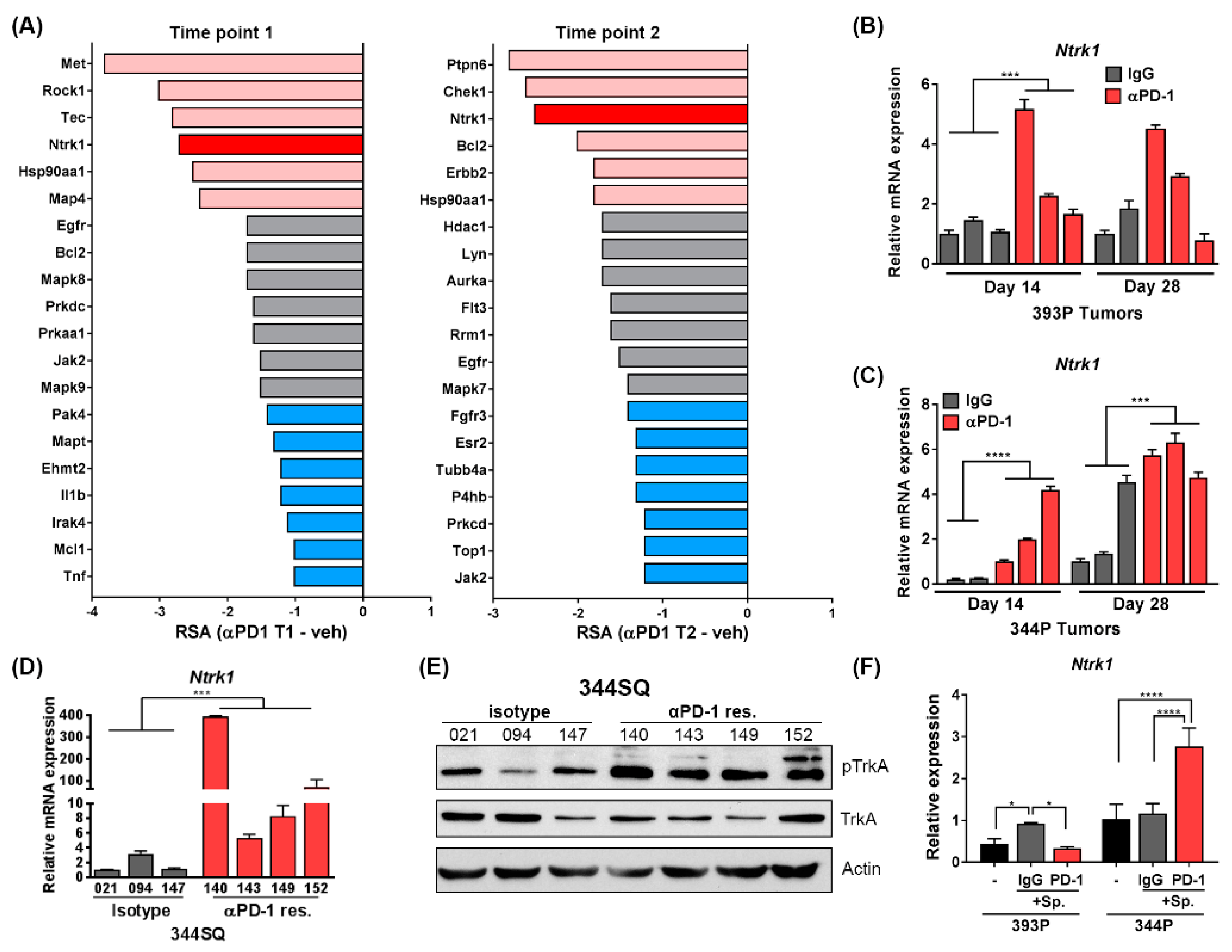 Cancers Free Full Text Ntrk1 Promotes Resistance To Pd 1 Checkpoint Blockade In Mesenchymal Kras P53 Mutant Lung Cancer Html