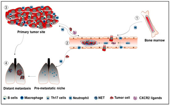 PDF) During early stages of cancer, neutrophils initiate anti