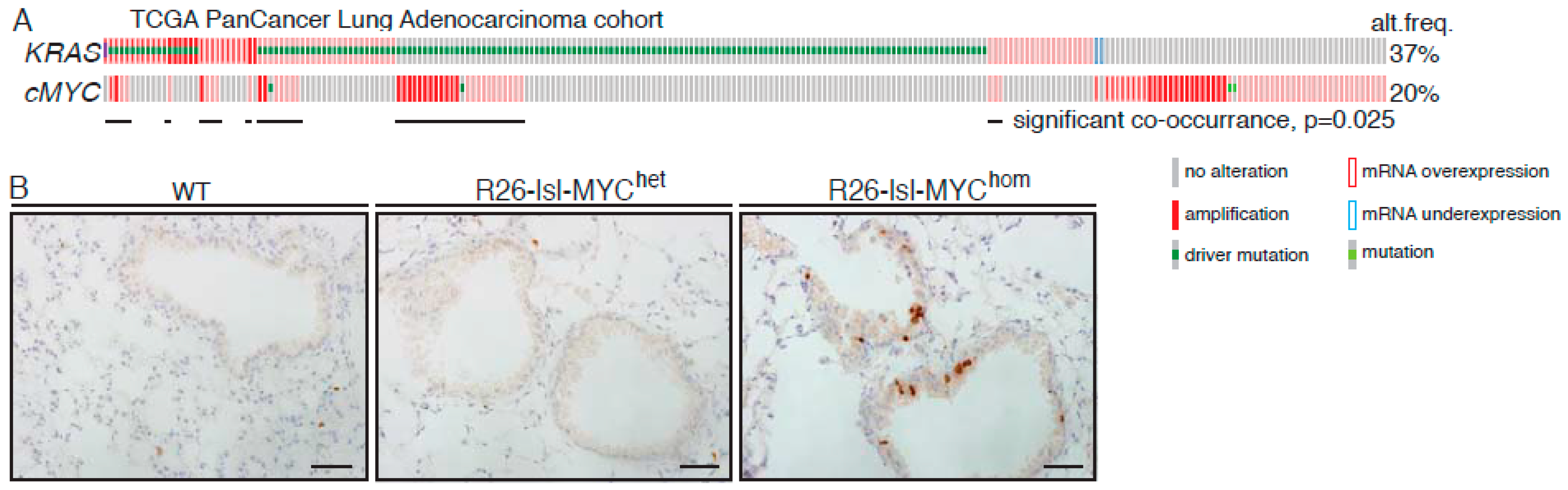 Cancers 11 00600 g001a