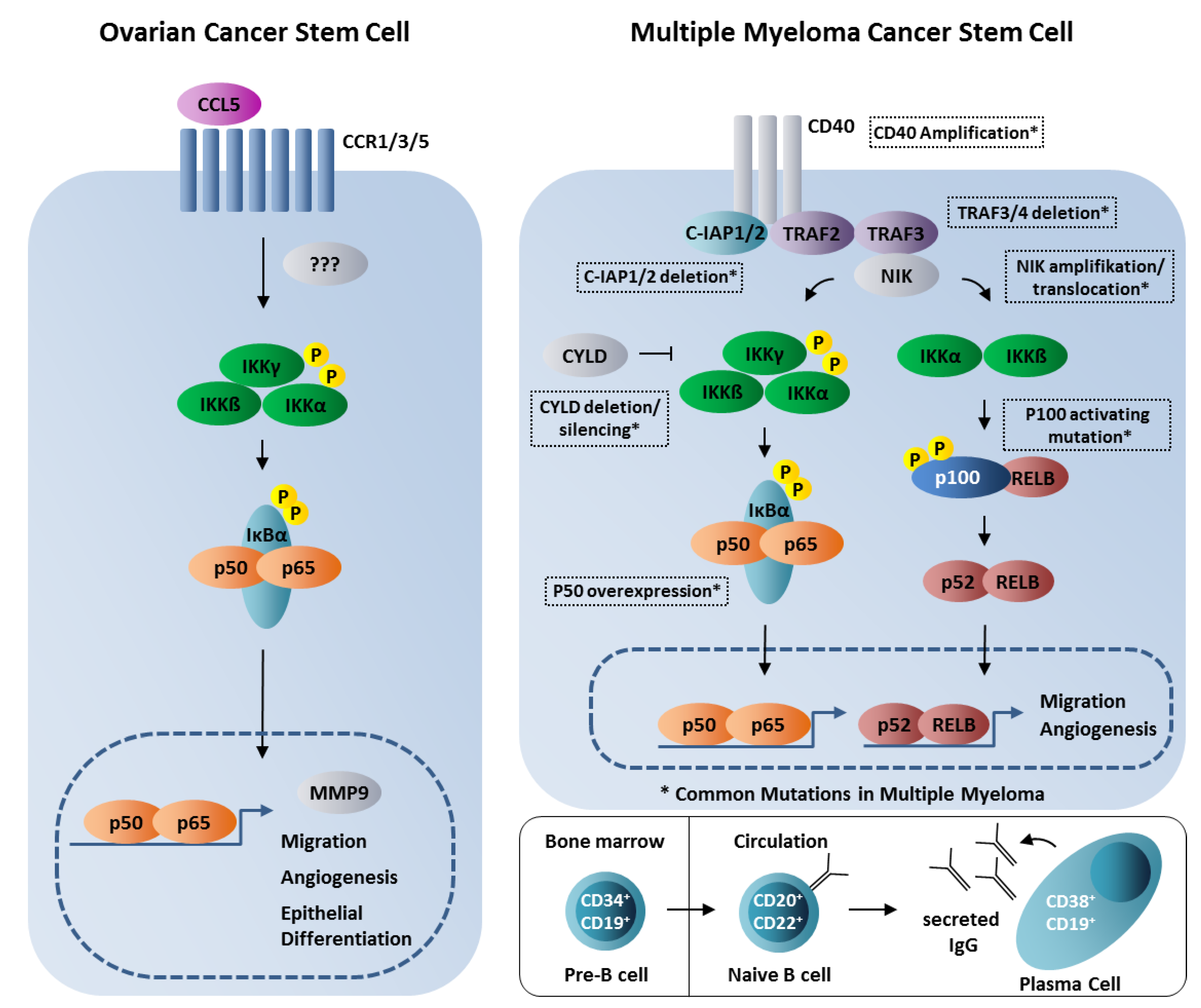 Cancers | Free Full-Text | A Role for NF-κB in Organ Specific Cancer and  Cancer Stem Cells