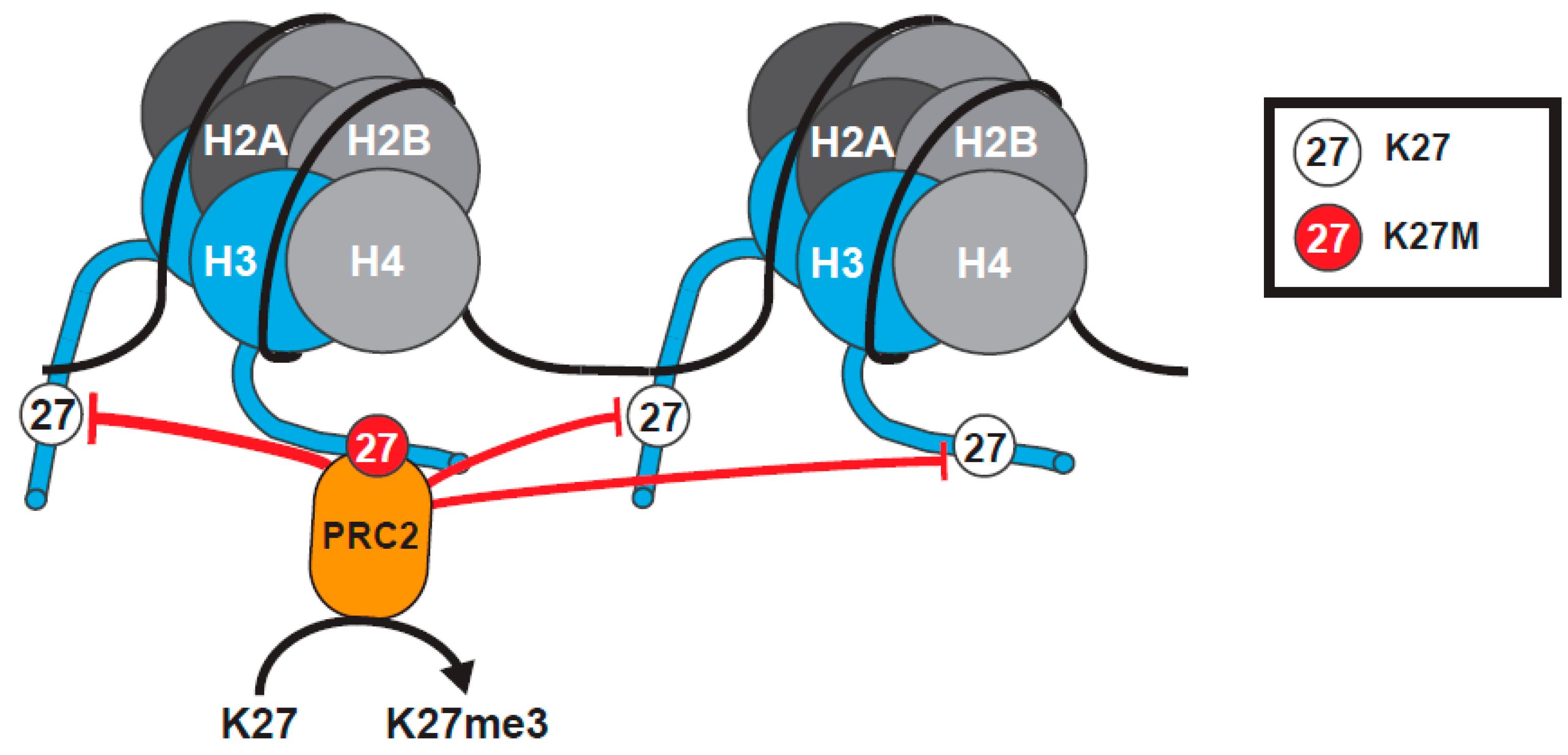 Cancers Free Full Text Histone H3 Mutations An Updated View Of Their Role In Chromatin Deregulation And Cancer Html