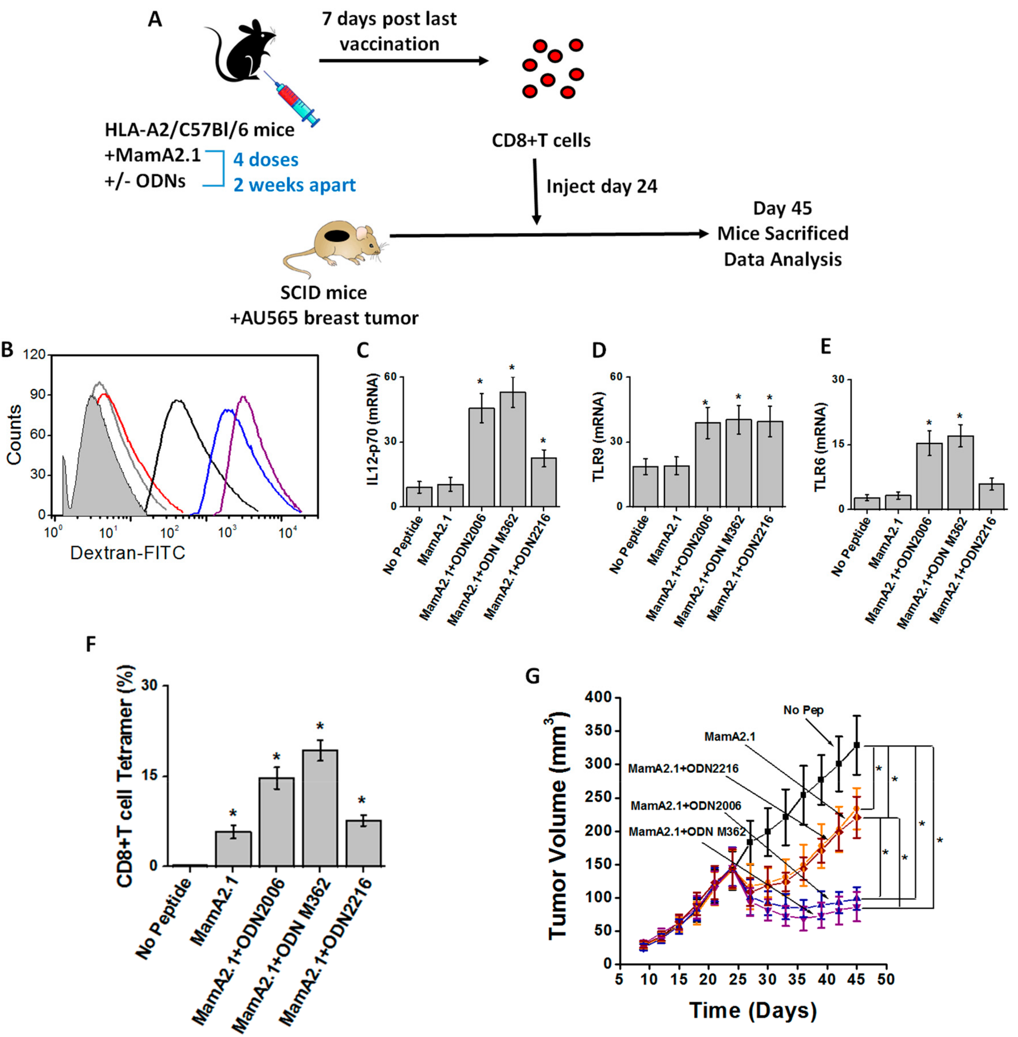 Cancers 11 00672 g008
