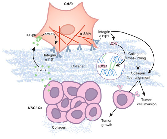 Cancers | Free Full-Text | LOXL1 Is Regulated by Integrin α11 and ...