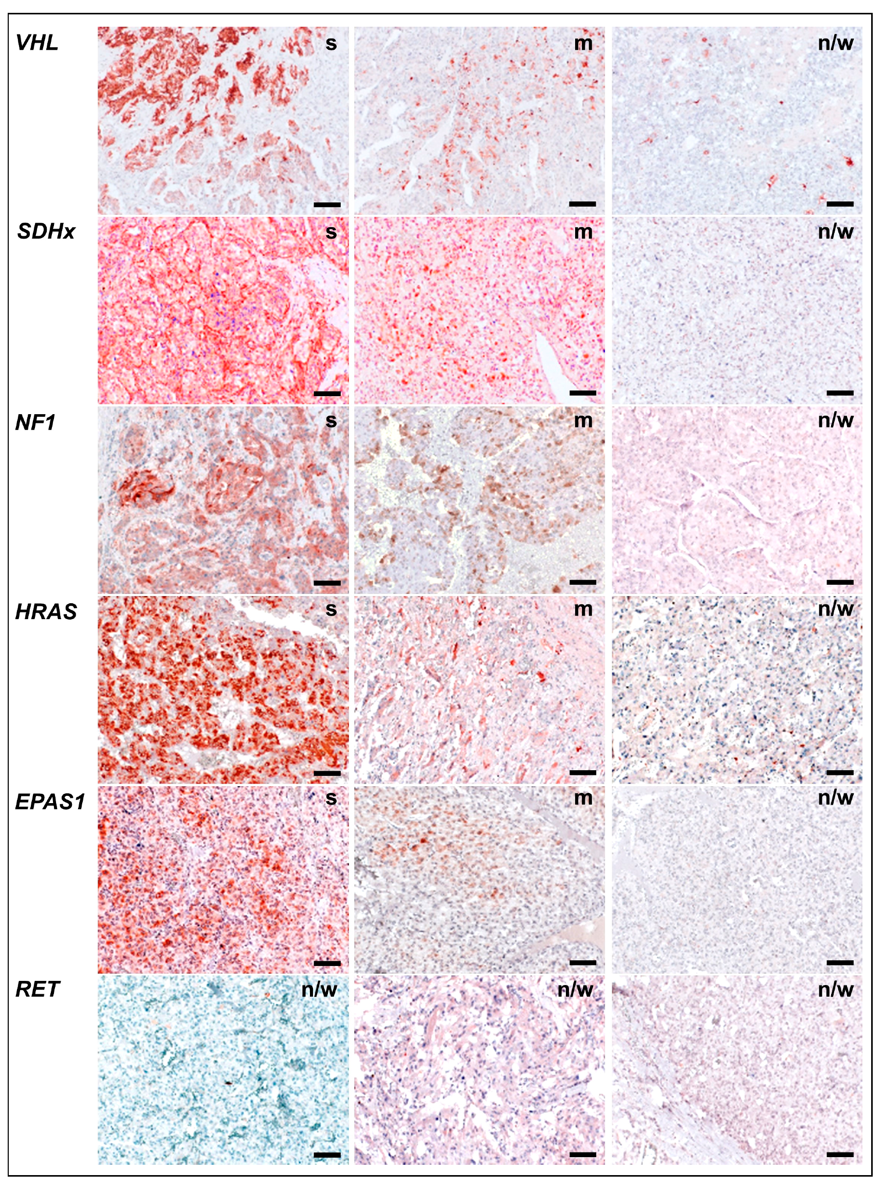 Cancers 11 00743 g002 Cancers 11 00743 g002