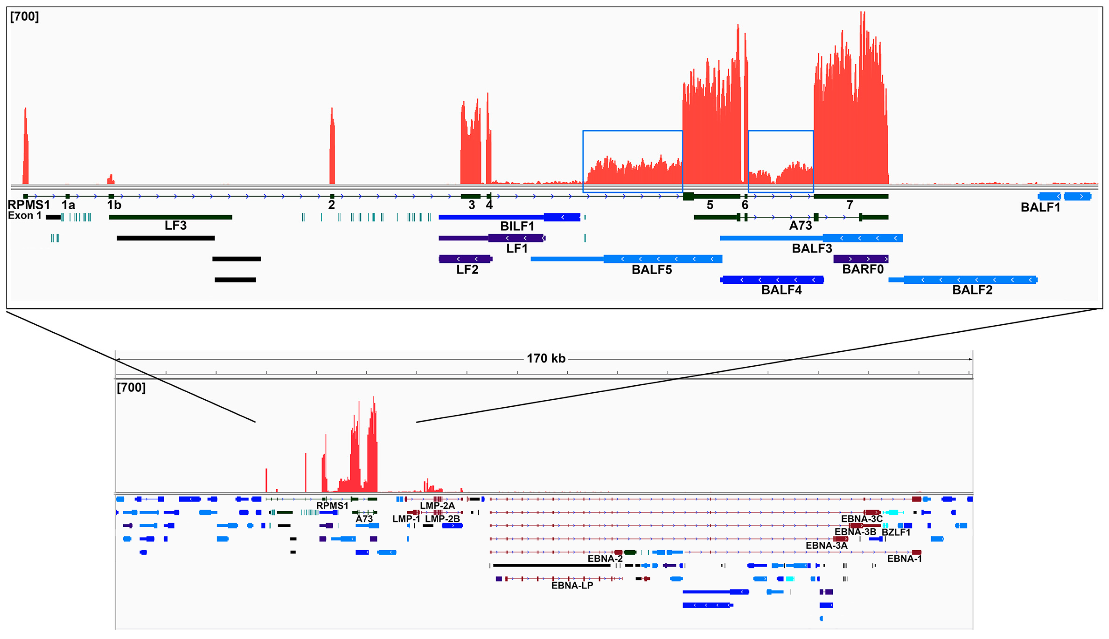 Cancers 11 00759 g004