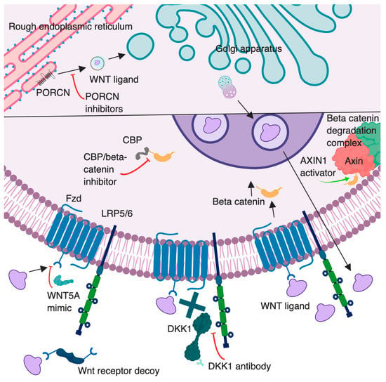 Cancers | Free Full-Text | A Review of the Role of Wnt in Cancer ...