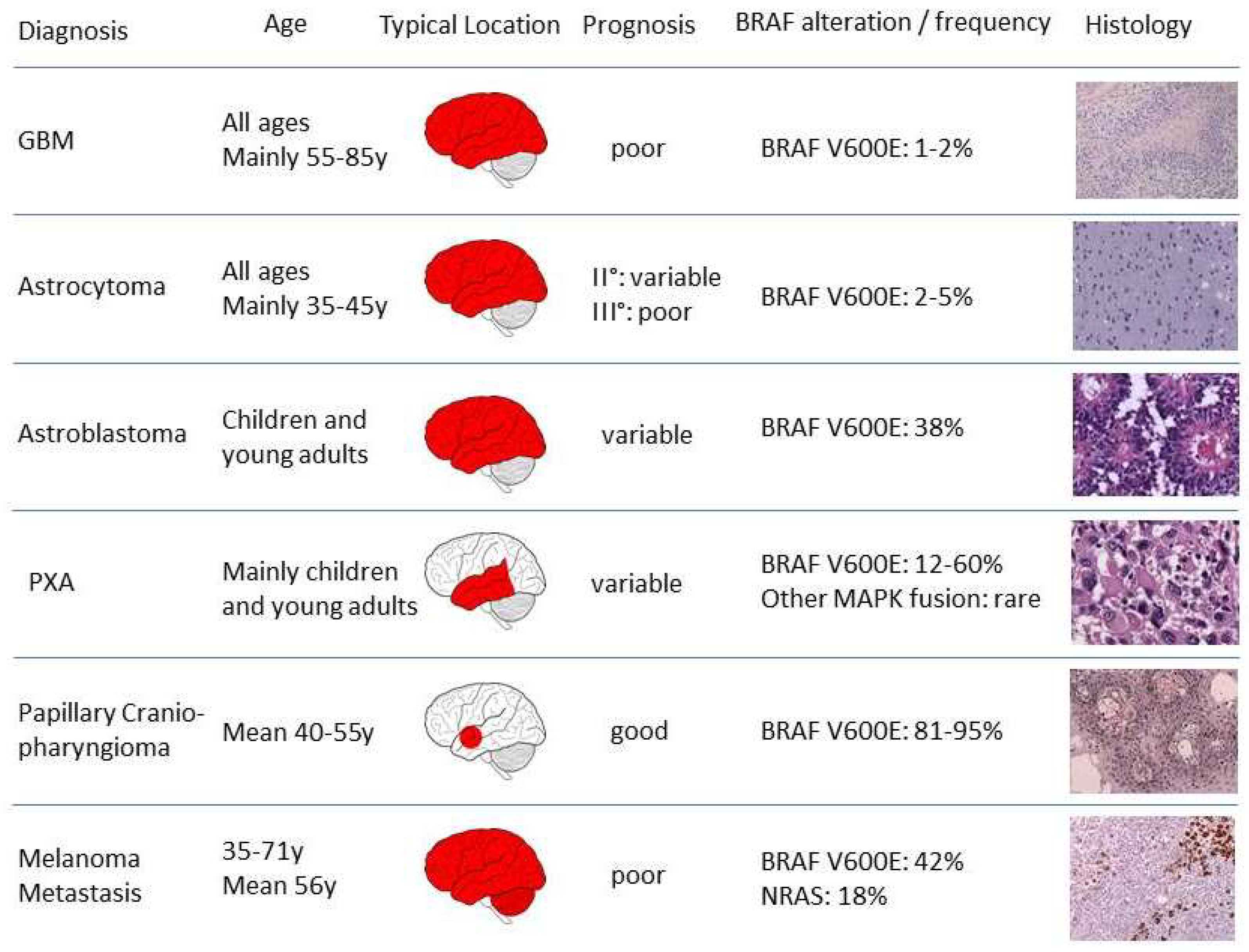 Cancers Free Full Text Oncogenic Braf Alterations And Their Role In Brain Tumors Html