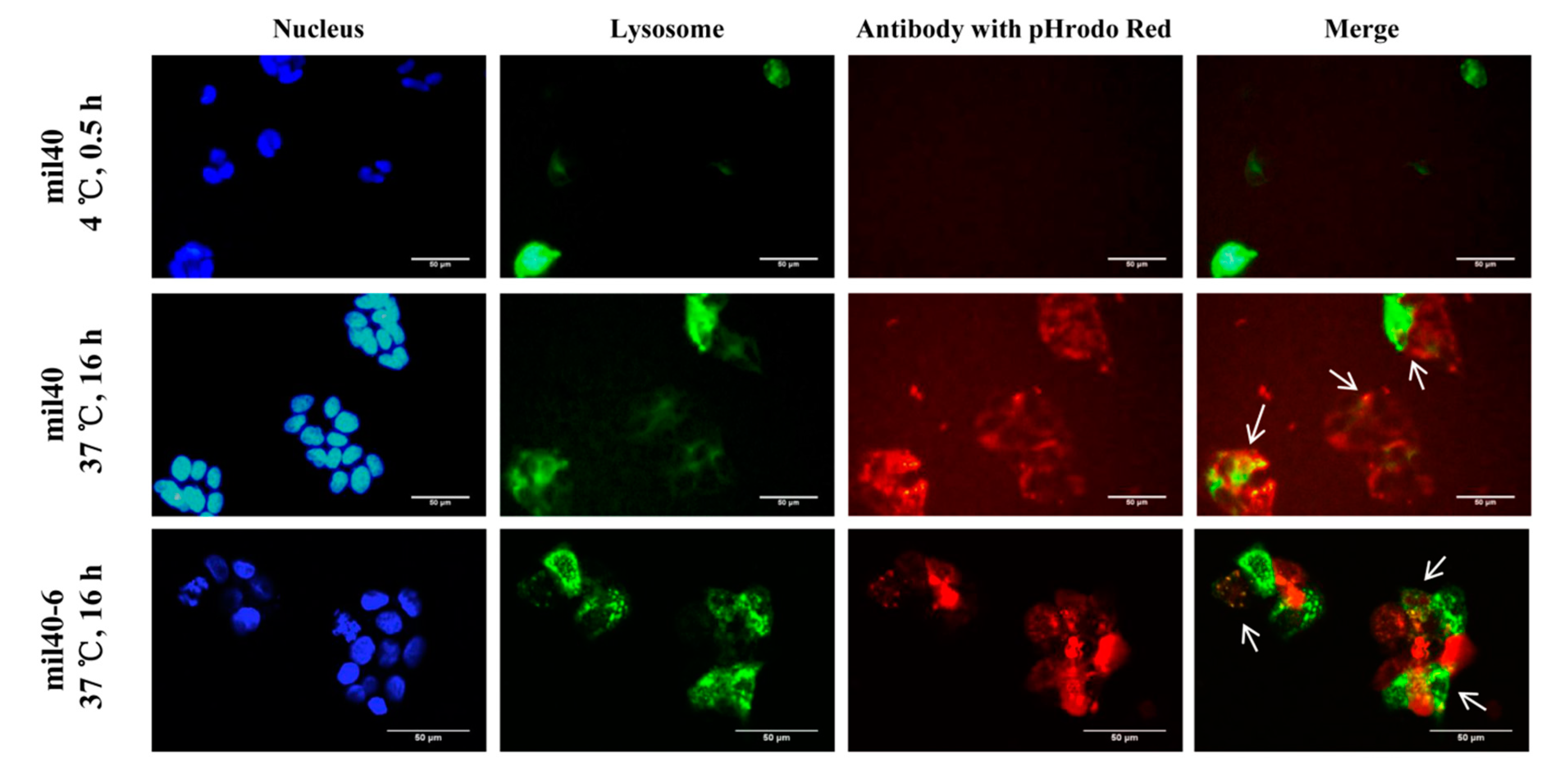 Cancers 11 00957 g005 Cancers 11 00957 g005