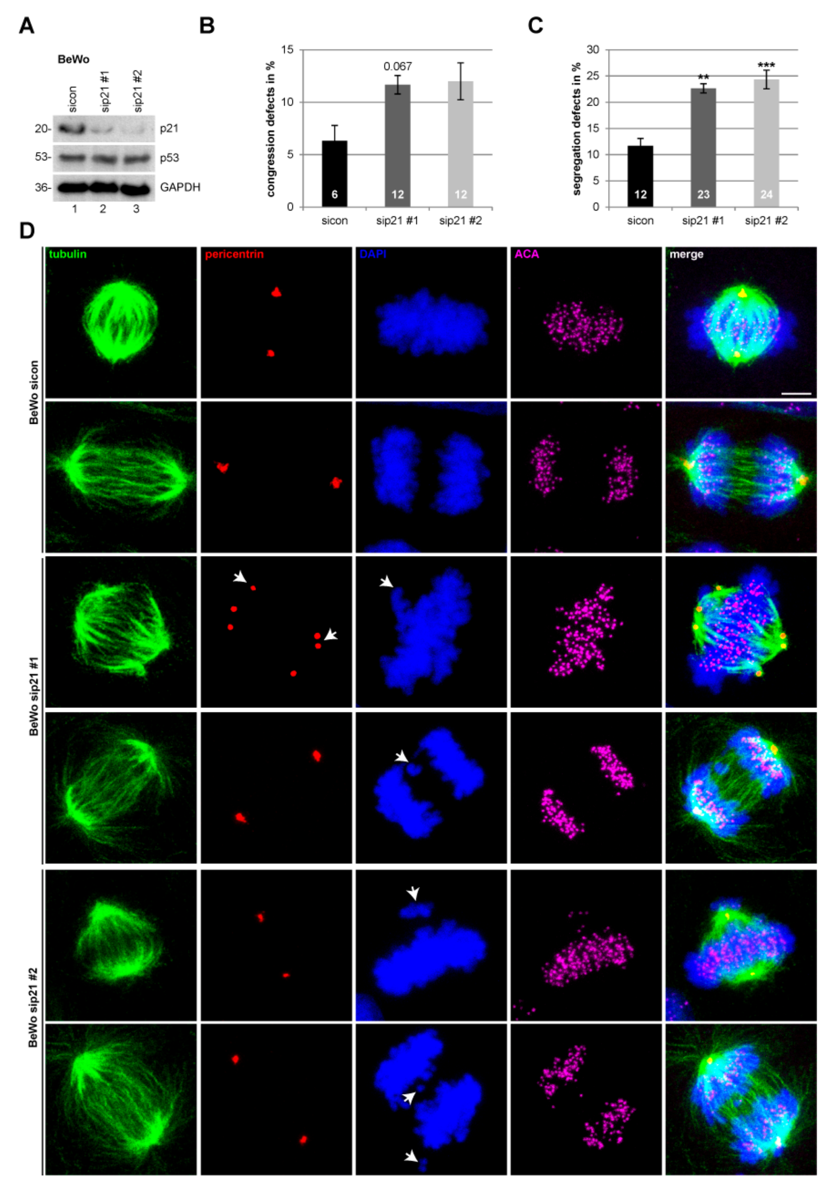 Cancers | Free Full-Text | Function of p21 (Cip1/Waf1/CDKN1A) in