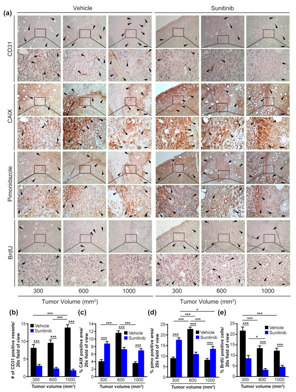 Cancers | Free Full-Text | Harnessing Induced Essentiality: Targeting