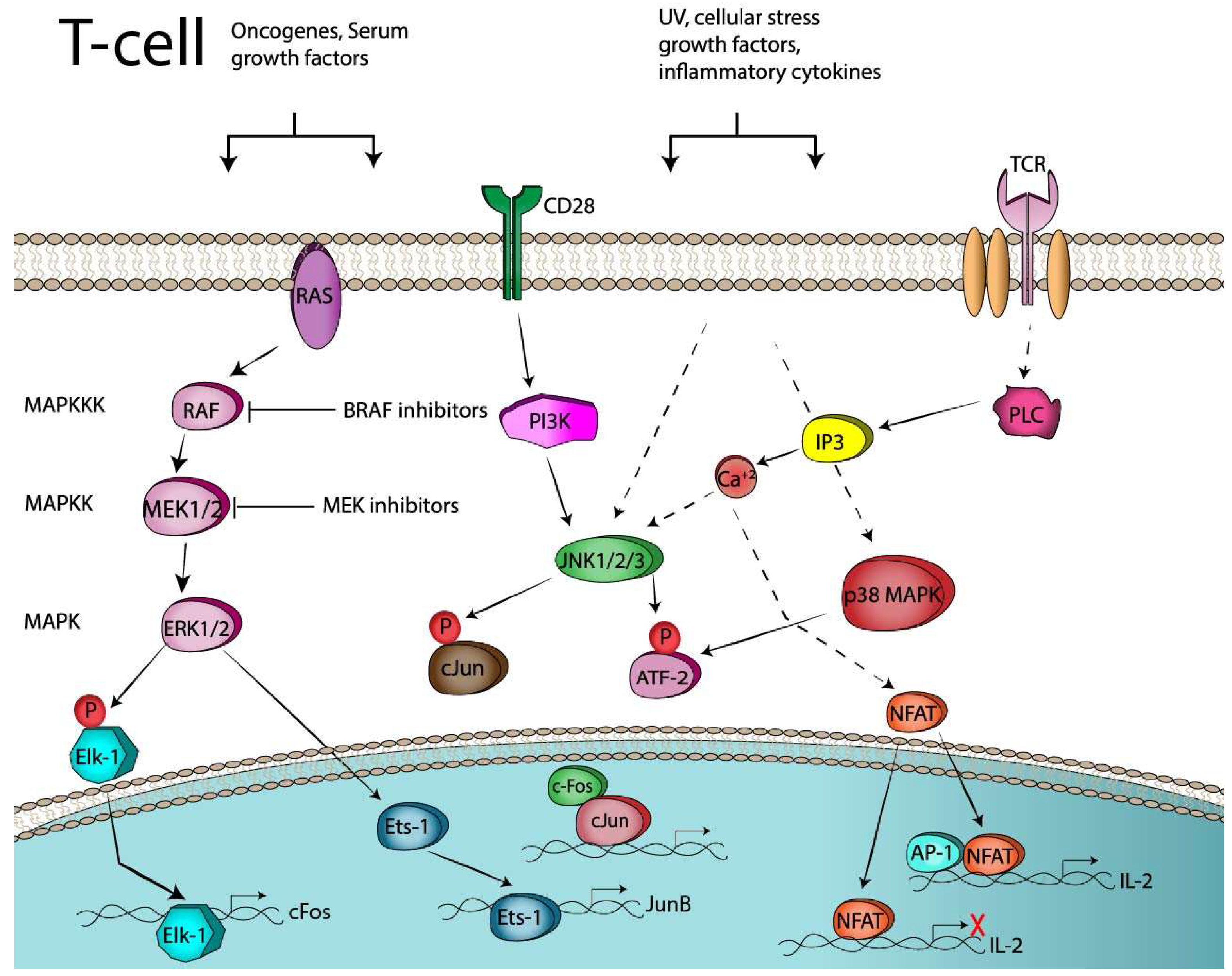 Cancers Free FullText AP1 Transcription Factors as Regulators of