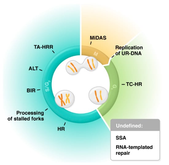 Cancers | Free Full-Text | Emerging Roles of RAD52 in Genome Maintenance