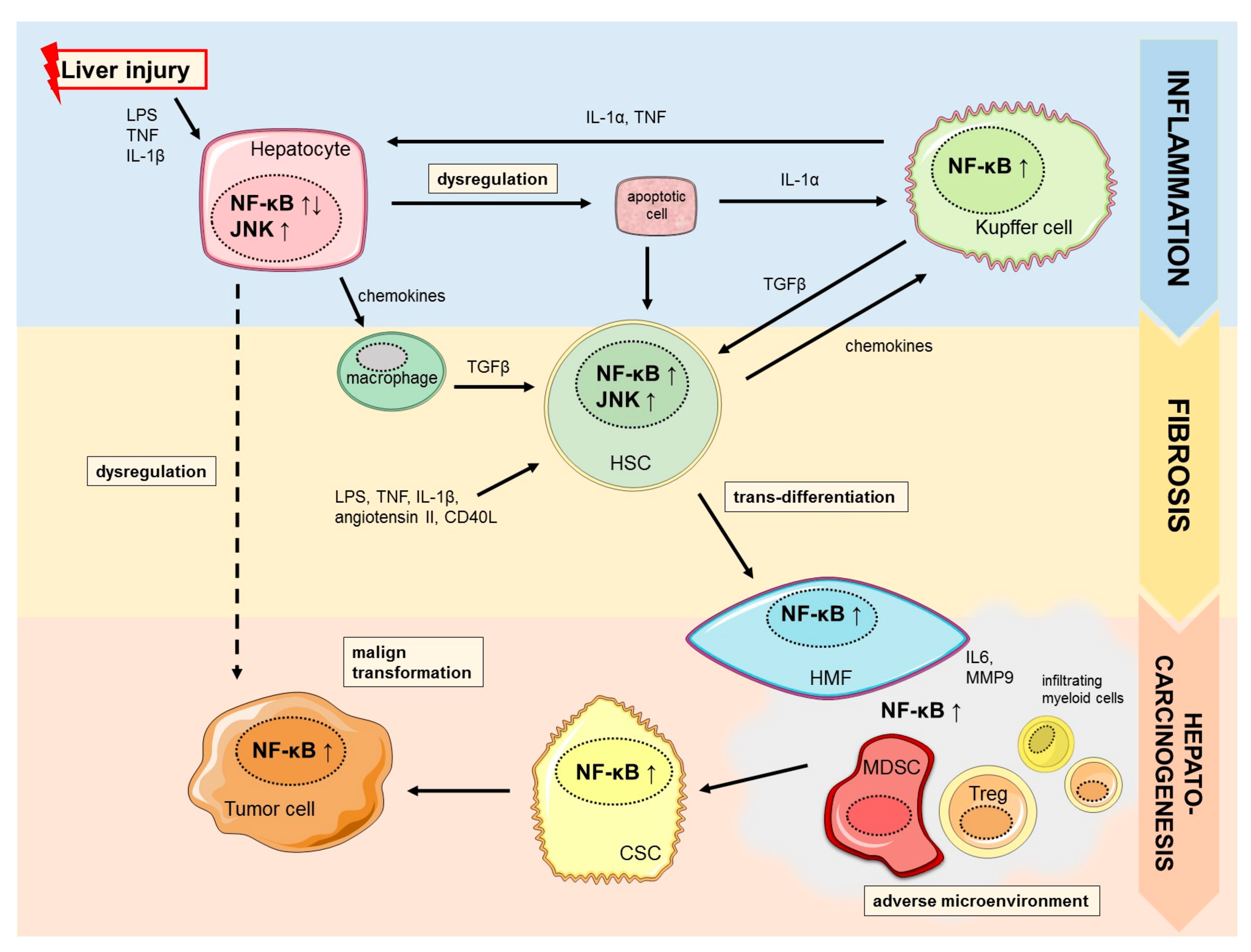 Cancers | Free Full-Text | Context-Dependent Role of NF-κB Signaling in  Primary Liver Cancer—from Tumor Development to Therapeutic Implications