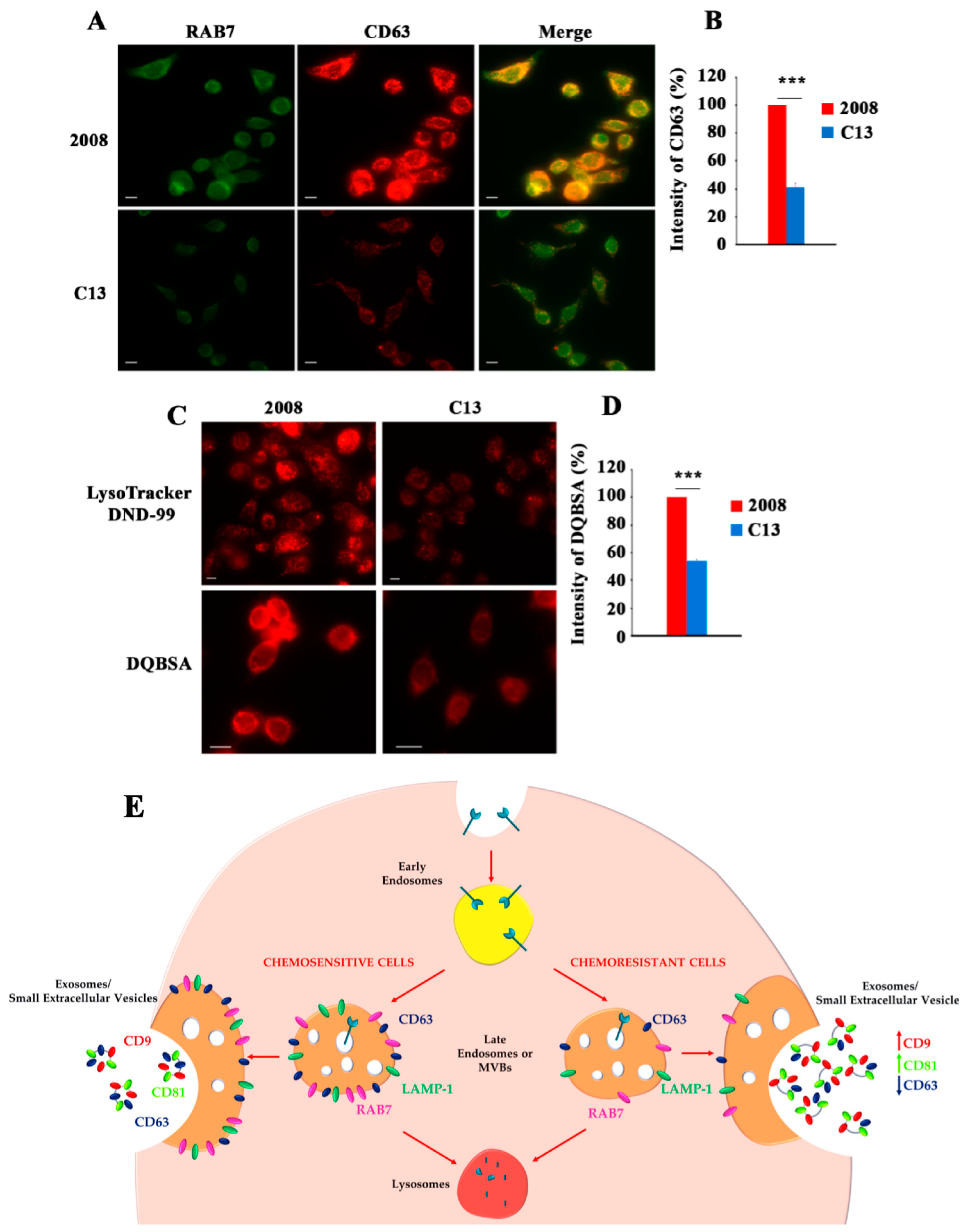 imagej software angiogenesis