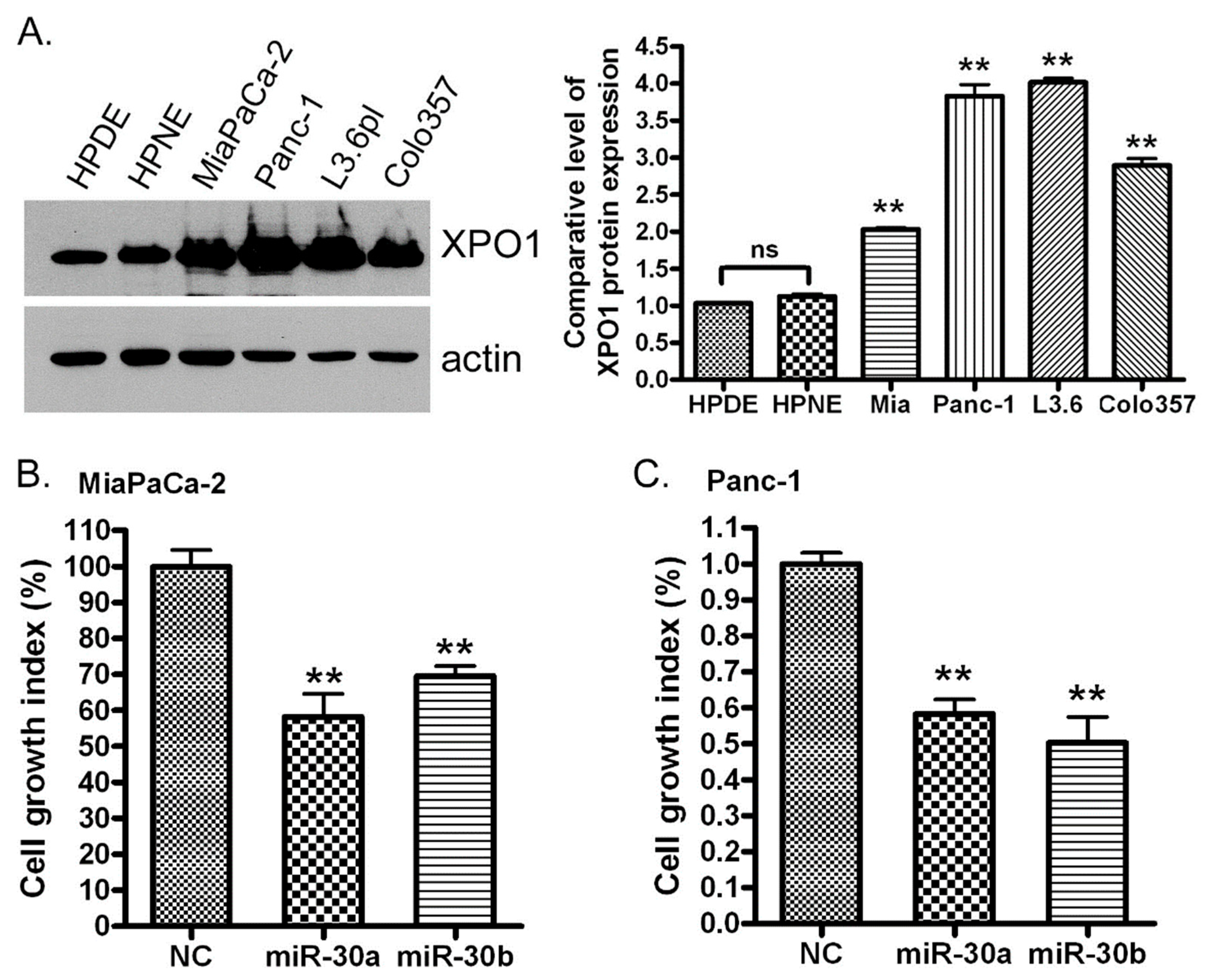 Cancers 11 01101 g005 Cancers 11 01101 g005