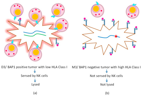 Cancers | Free Full-Text | HLA Expression in Uveal Melanoma: An Indicator  of Malignancy and a Modifiable Immunological Target | HTML