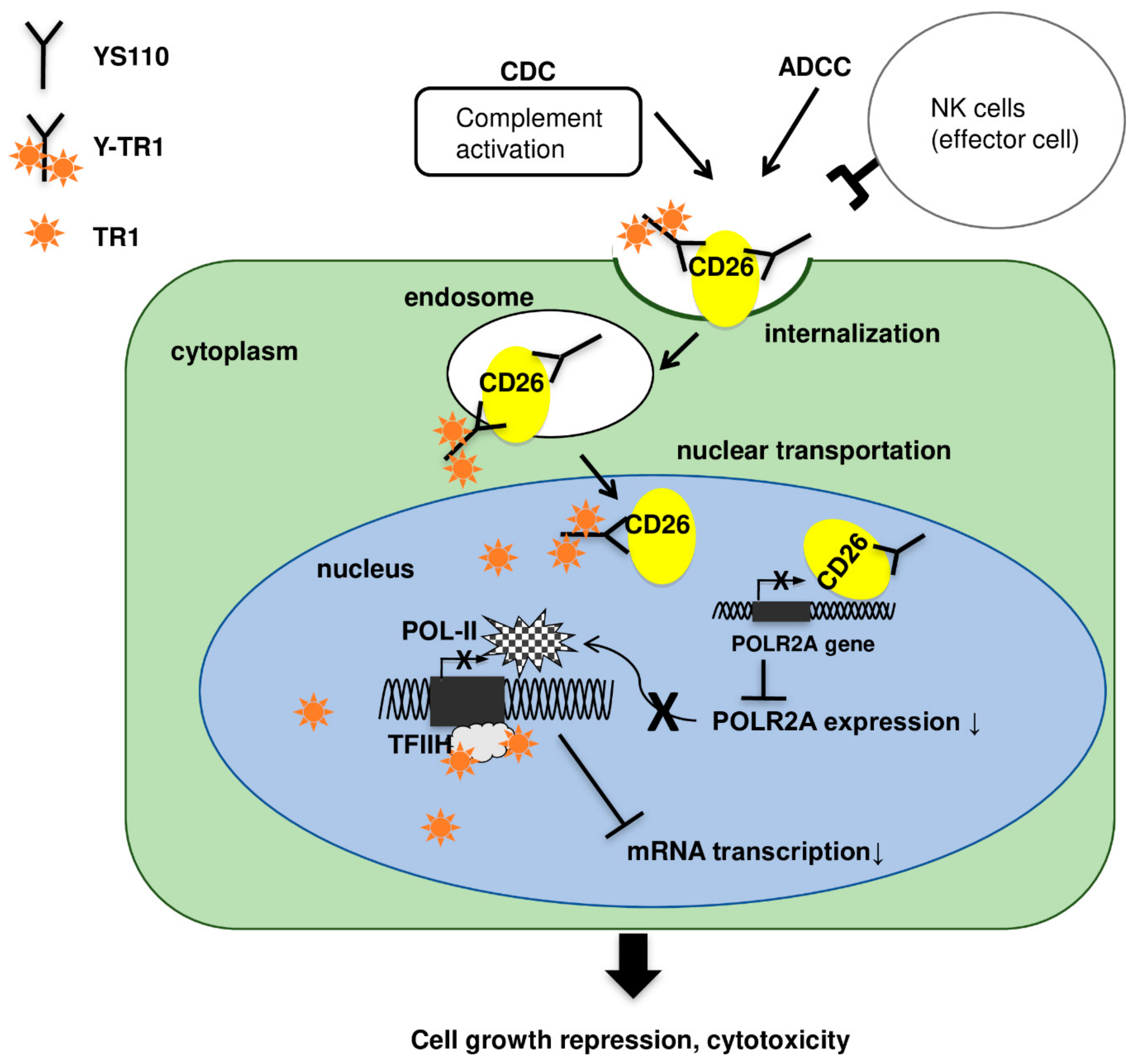 Cancers 11 01138 g008
