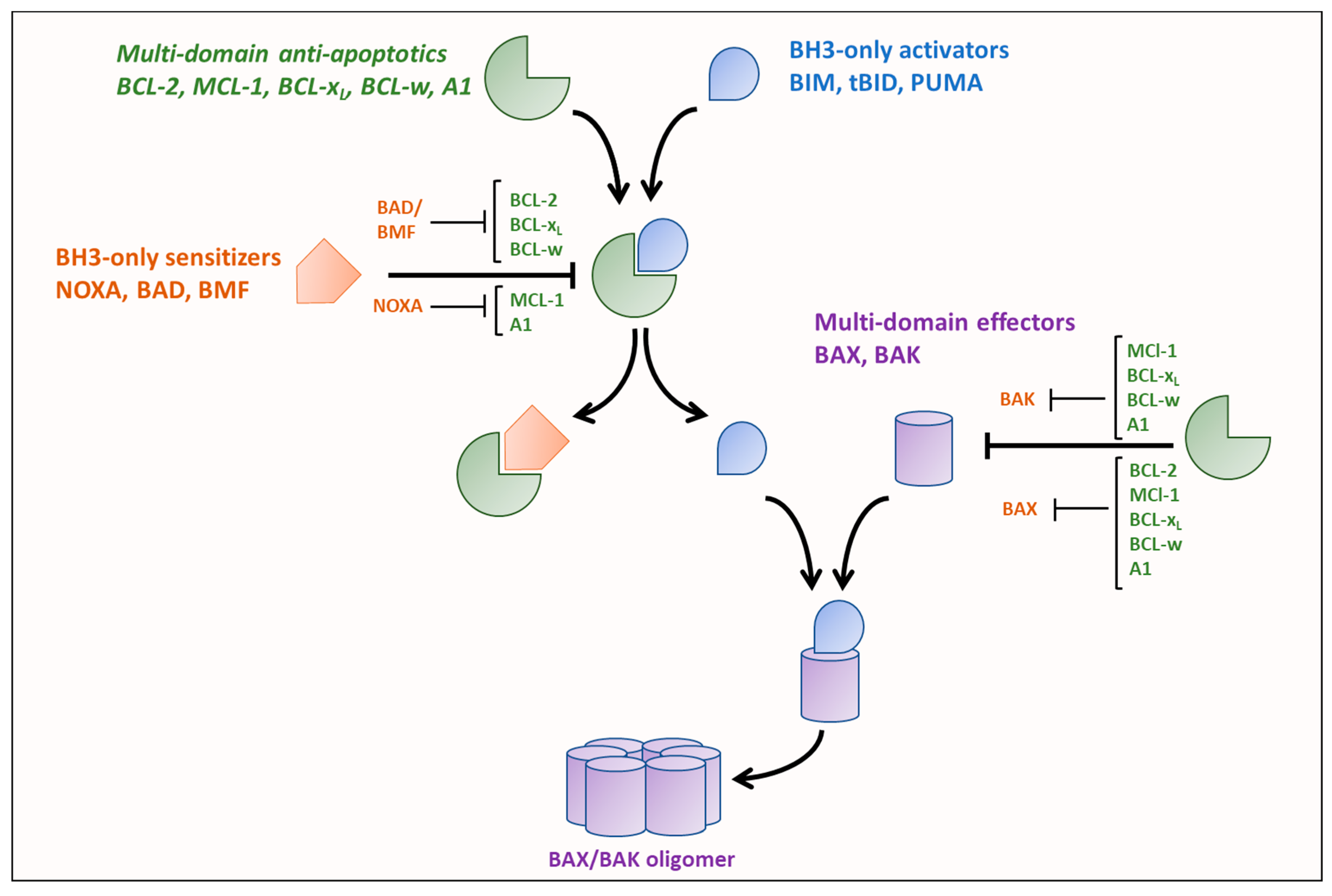 Cancers | Free Full-Text | Cancer Metabolism and the Evasion of Apoptotic  Cell Death | HTML