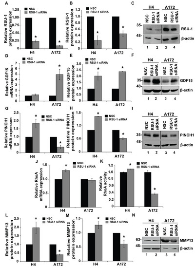 Cancers Free Full Text Coordinated Expression Of Ras Suppressor 1 Rsu 1 And Growth Differentiation Factor 15 Gdf15 Affects Glioma Cell Invasion Html