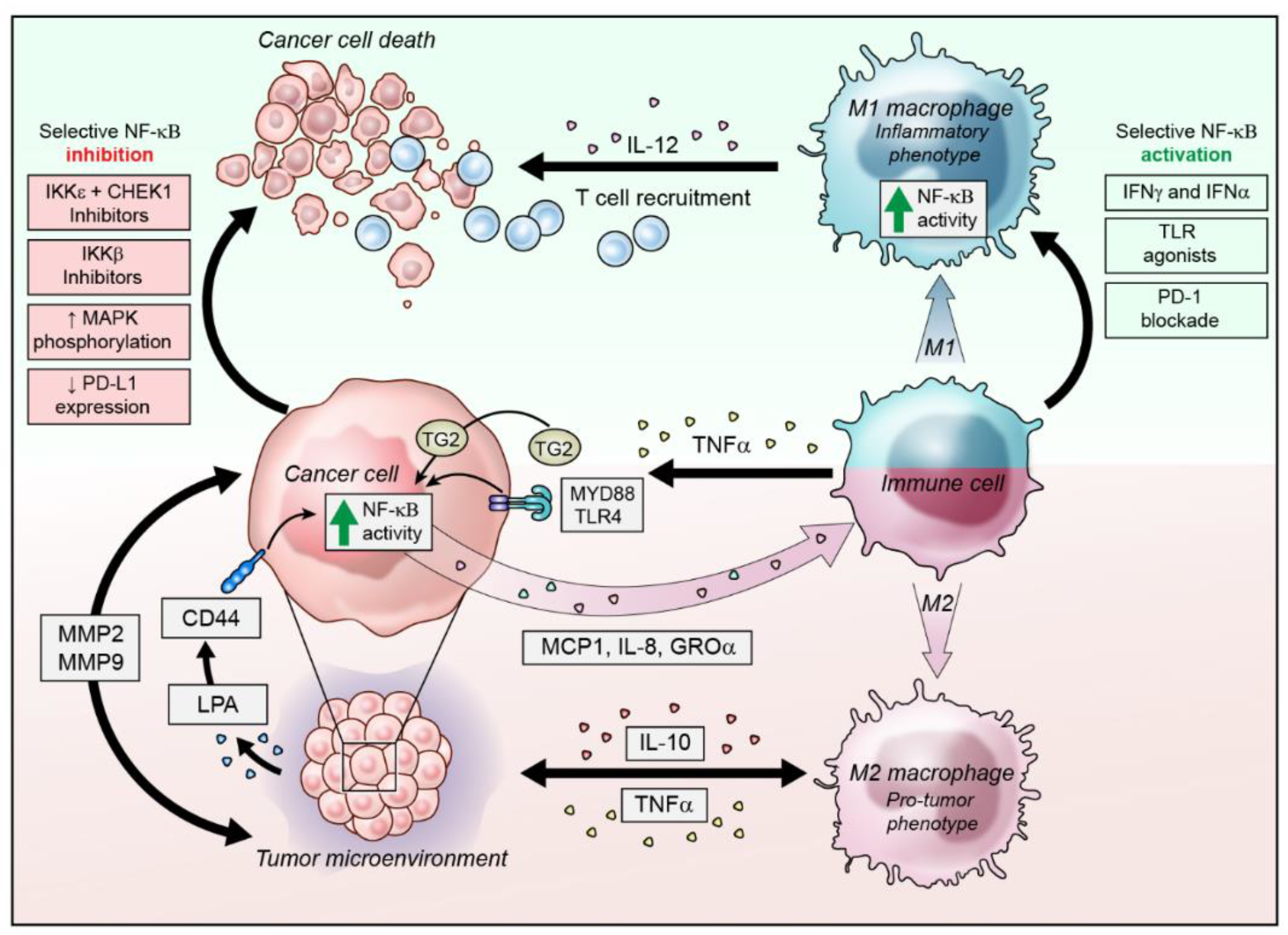 Cancers | Free Full-Text | NF-κB Signaling in Ovarian Cancer