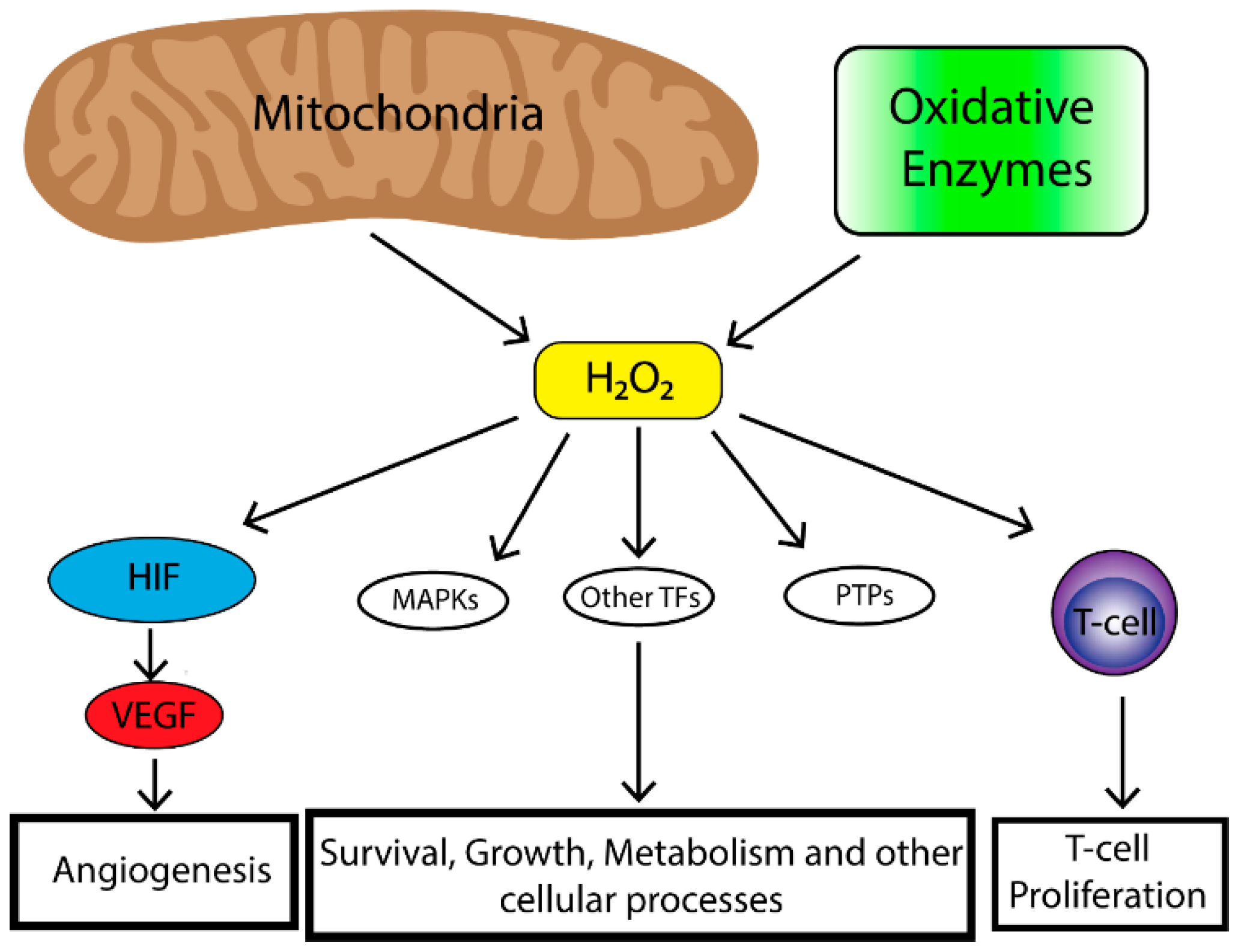 Cancers | Free Full-Text | Reactive Oxygen Species in the Tumor  Microenvironment: An Overview