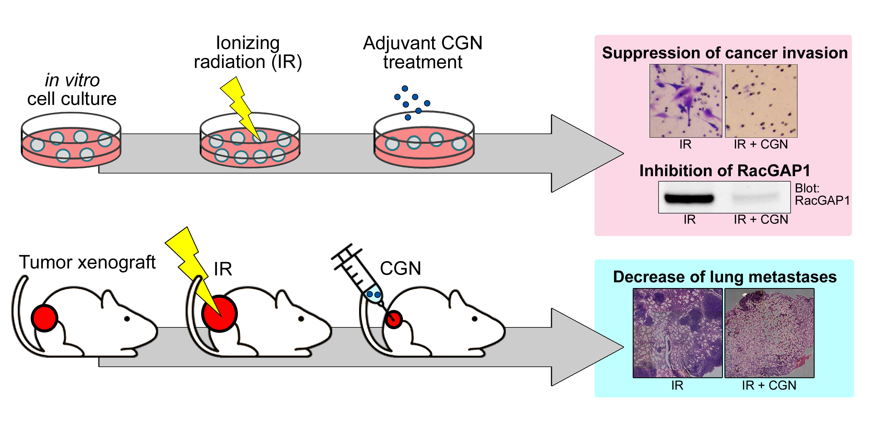 Cancers | Free Full-Text | Lambda-Carrageenan Enhances the Effects of ...