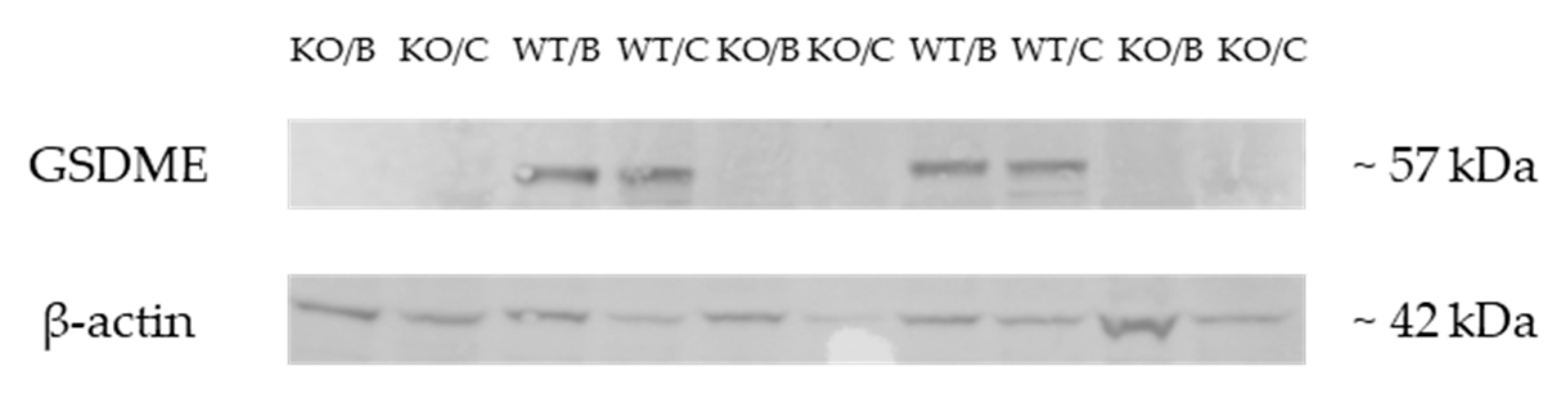 Cancers 11 01214 g002 Cancers 11 01214 g002